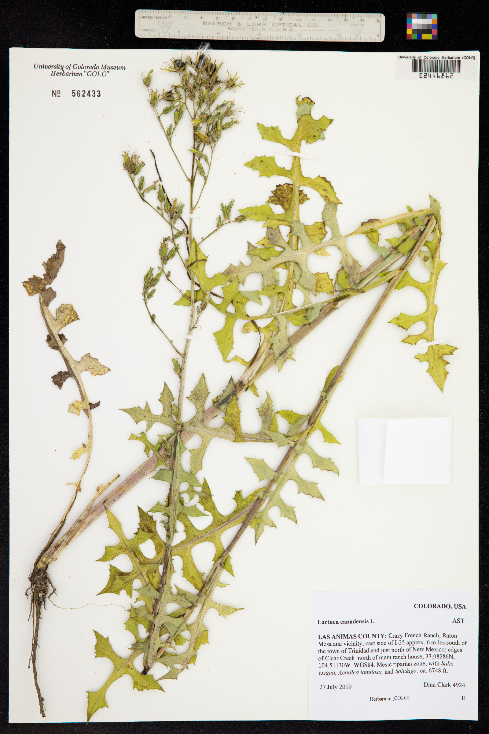 Lactuca canadensis image