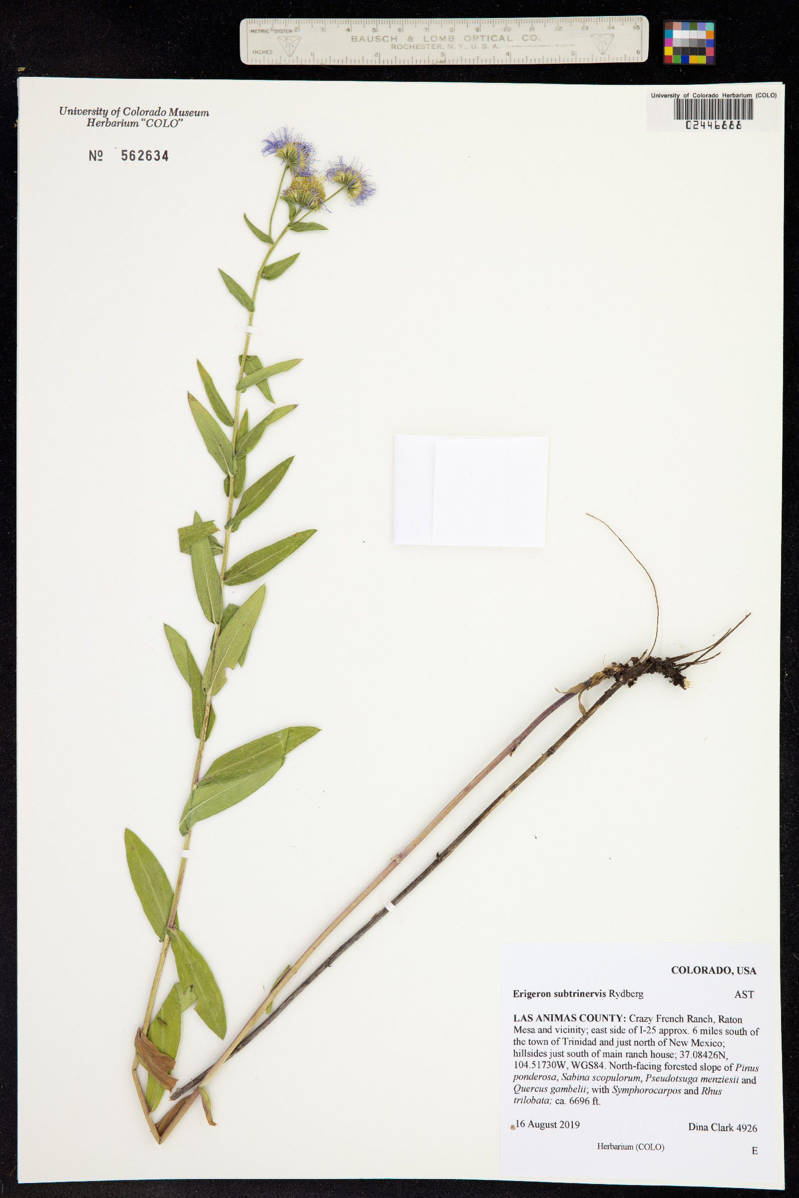 Erigeron subtrinervis image