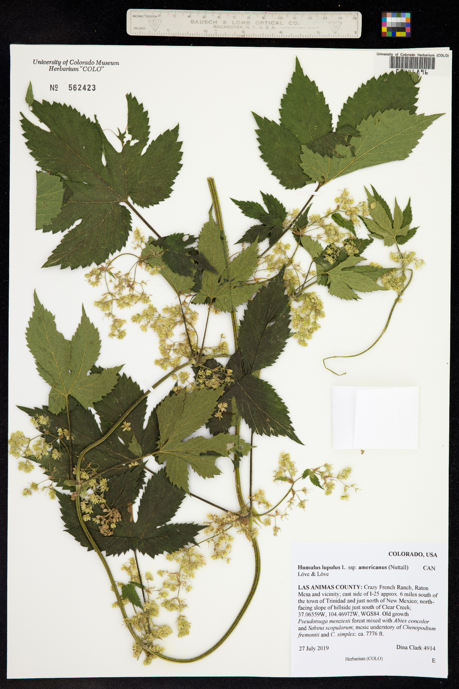 Humulus lupulus image