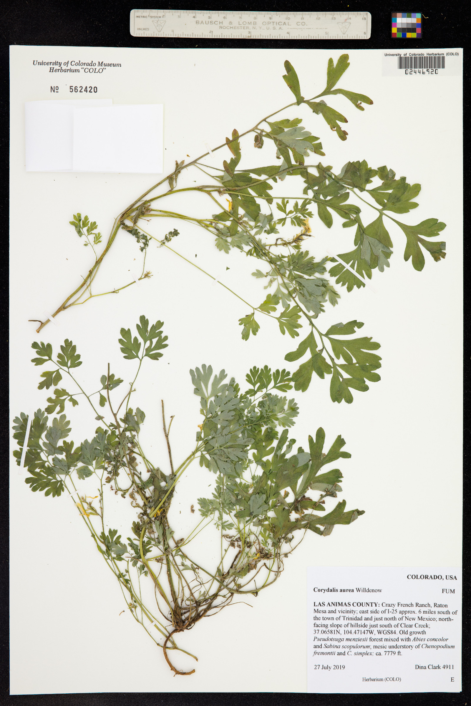 Corydalis image