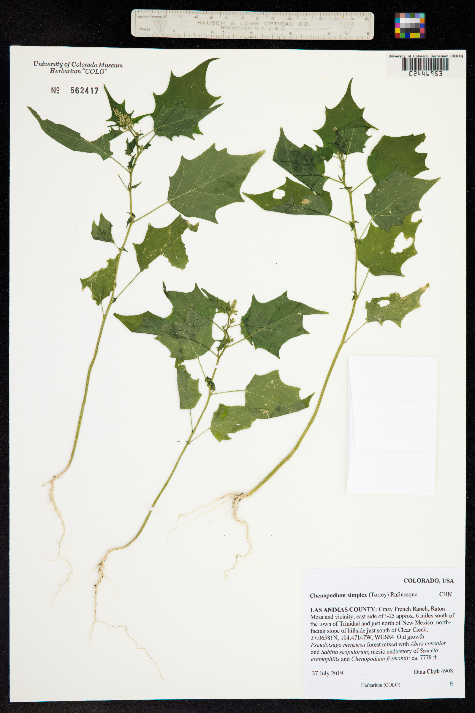 Chenopodium simplex image