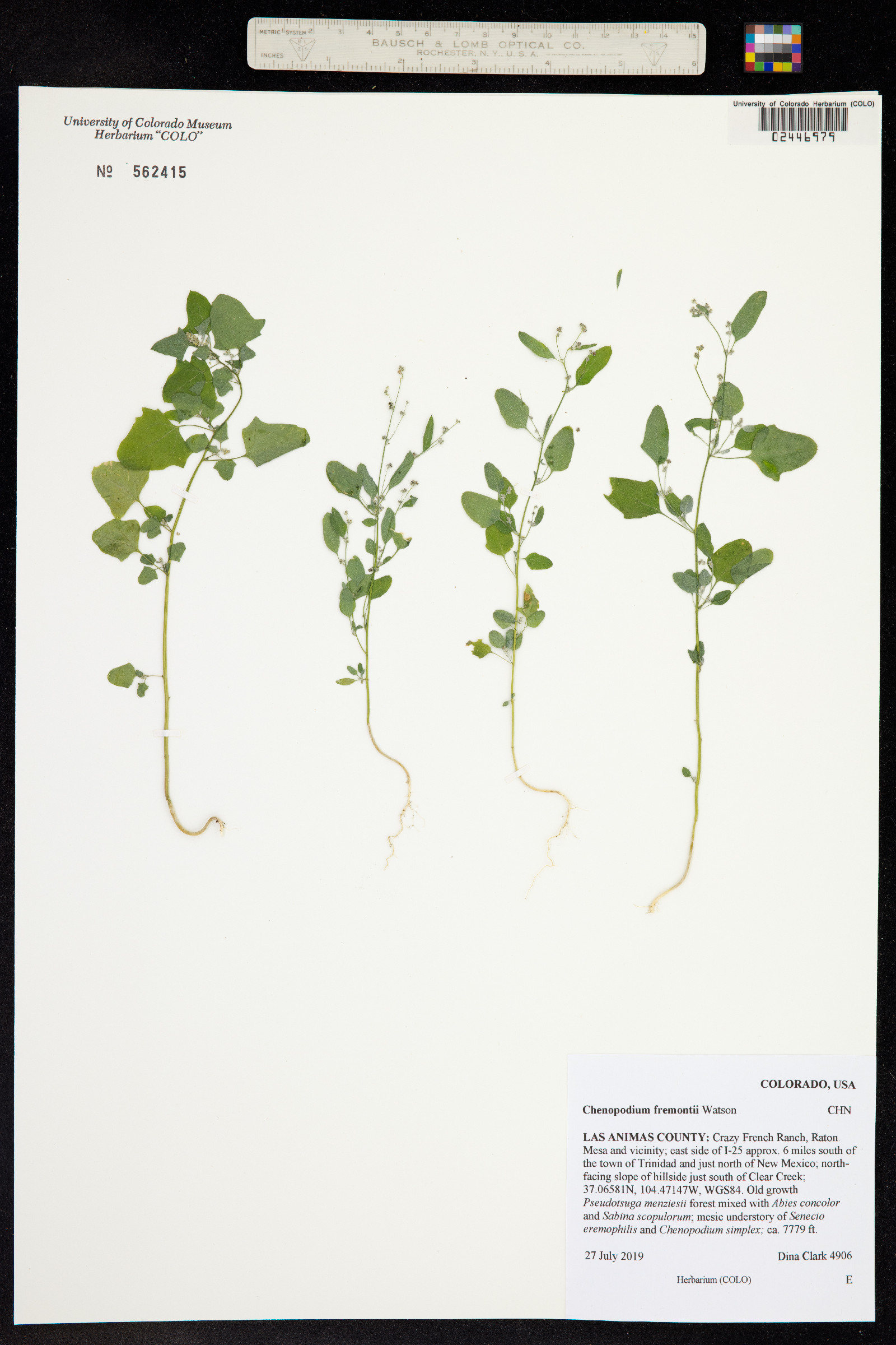 Chenopodium fremontii image