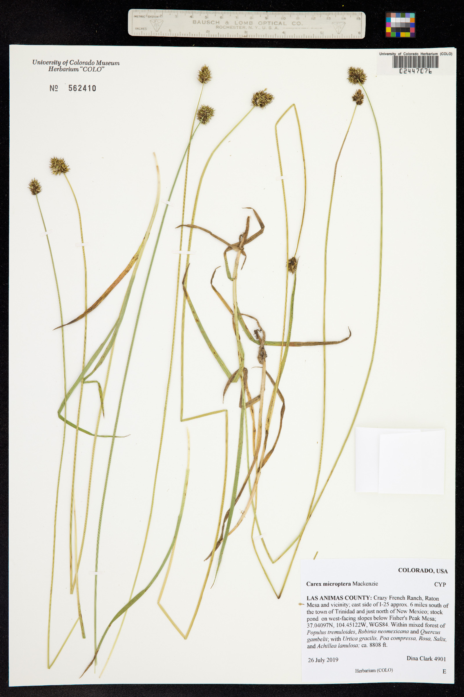 Carex microptera image