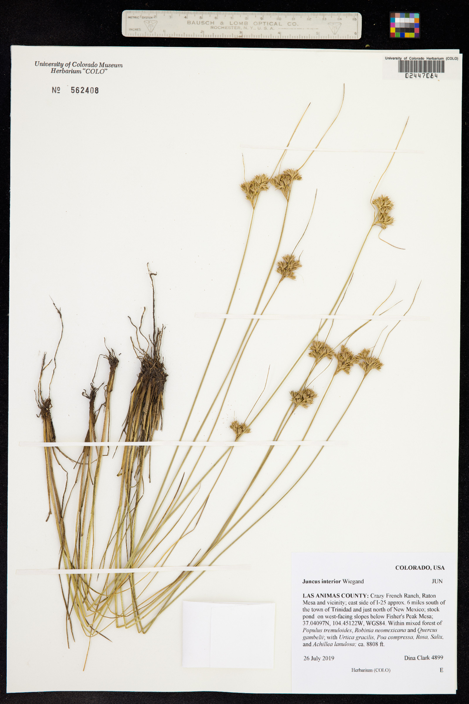 Juncus interior image