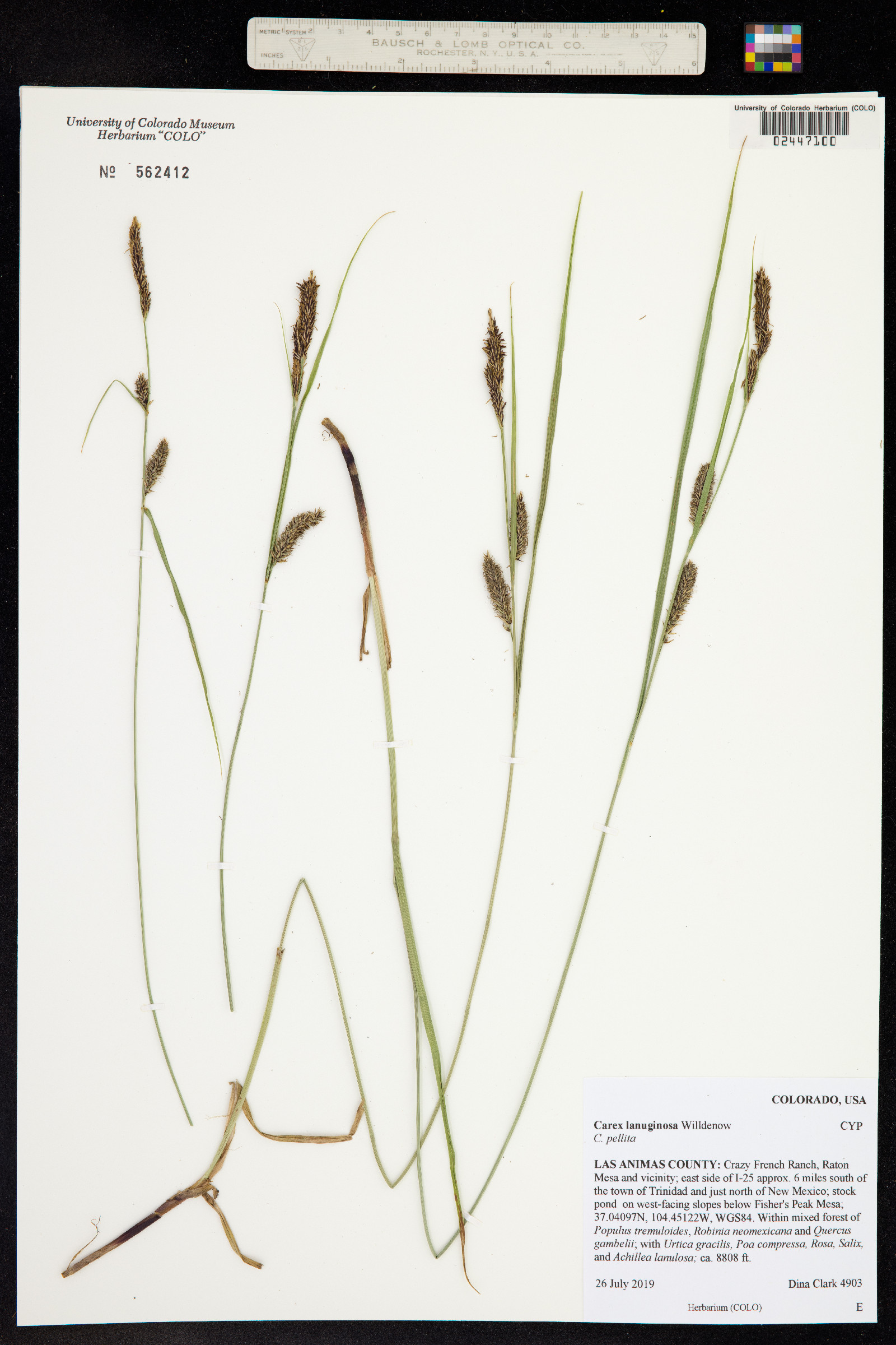 Carex lanuginosa image