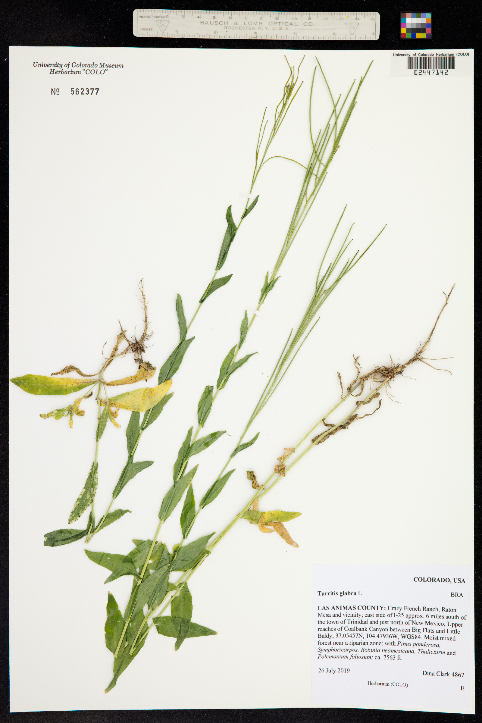 Turritis glabra image