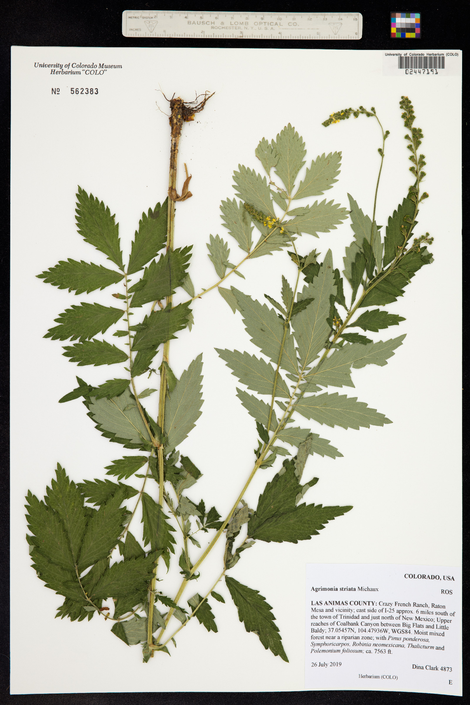 Agrimonia striata image