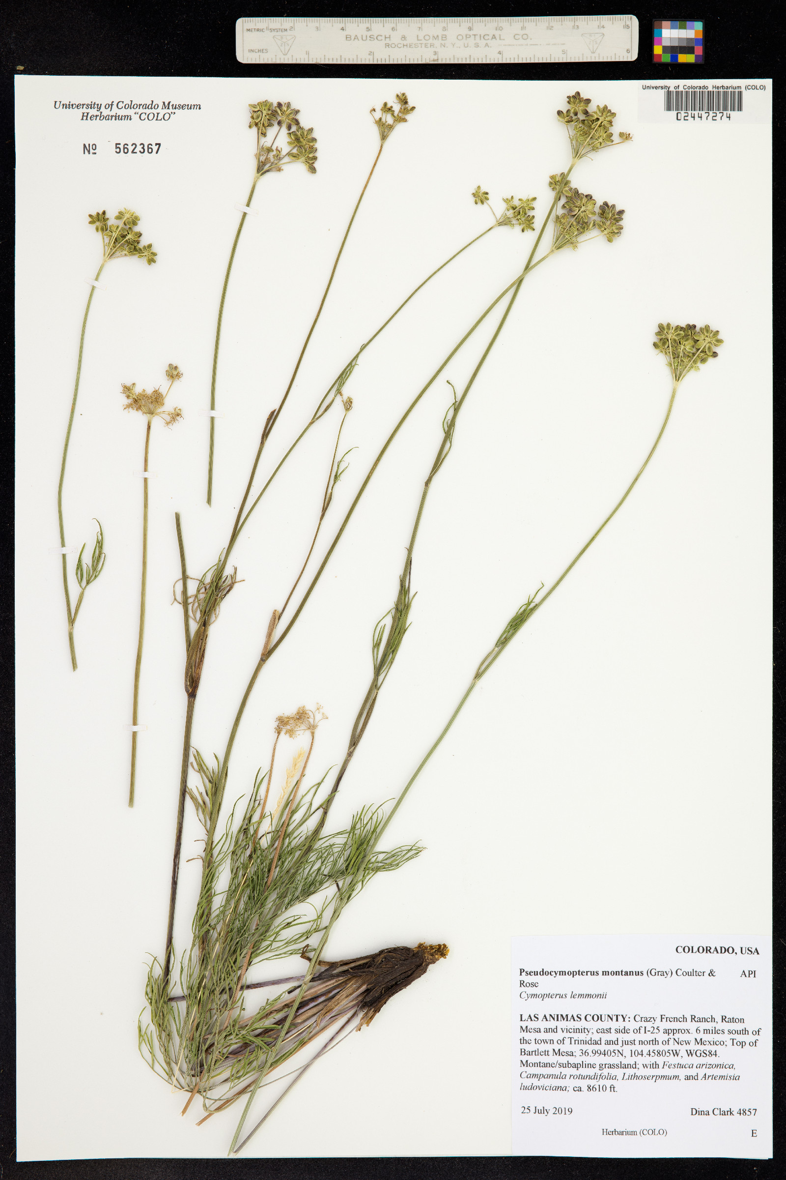 Pseudocymopterus montanus image