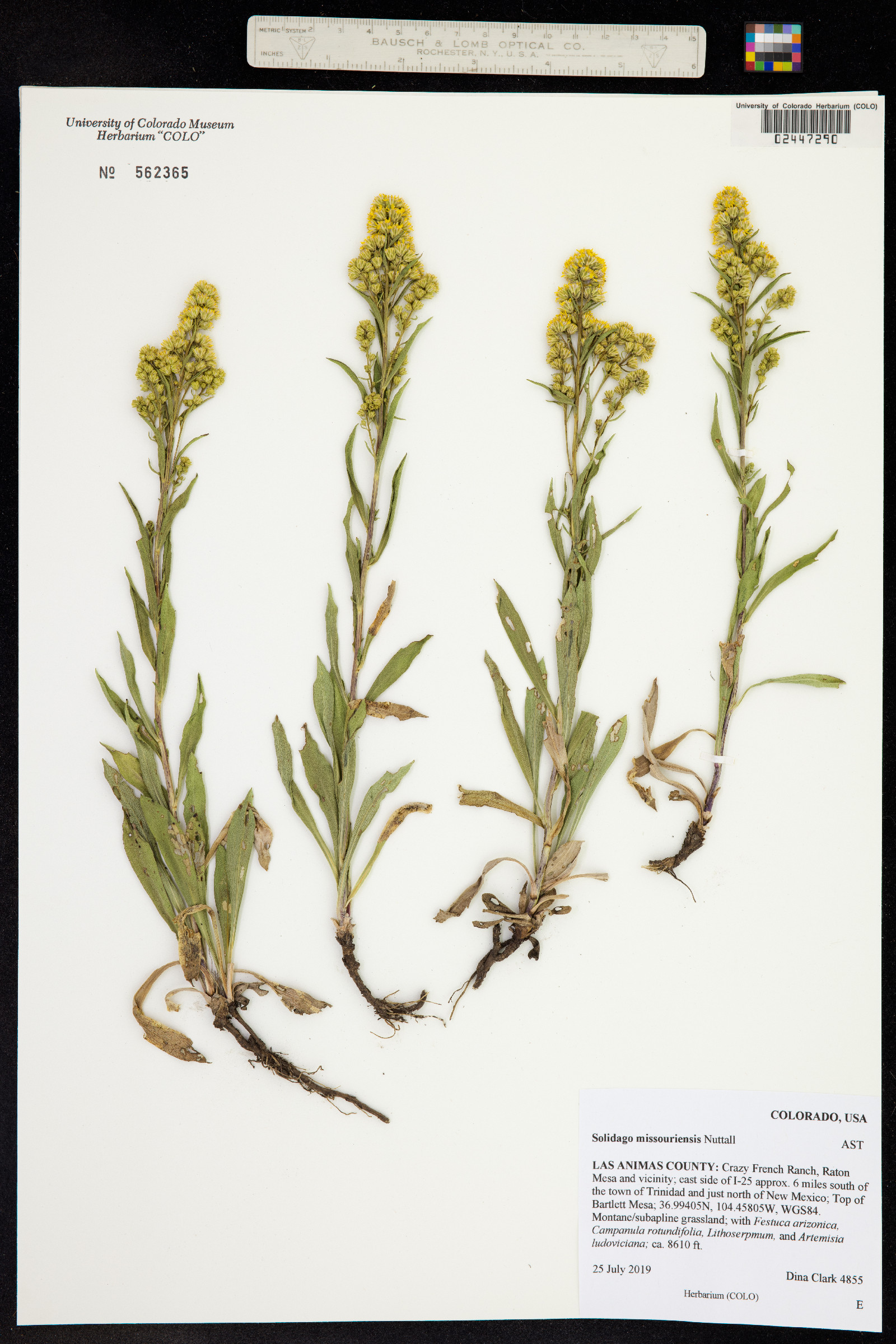 Solidago missouriensis image