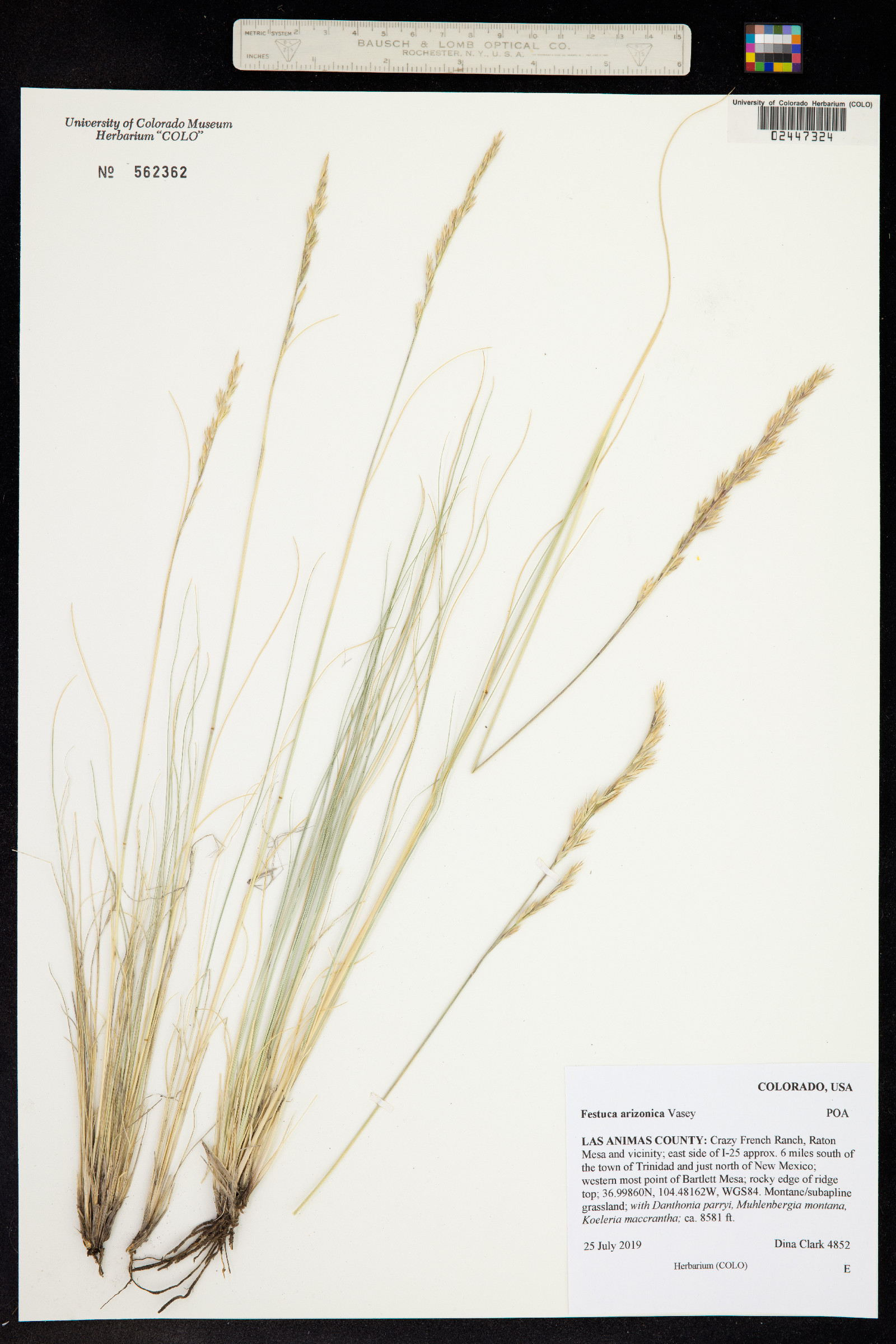 Festuca arizonica image