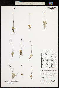 Image of Spatularia foliolosa
