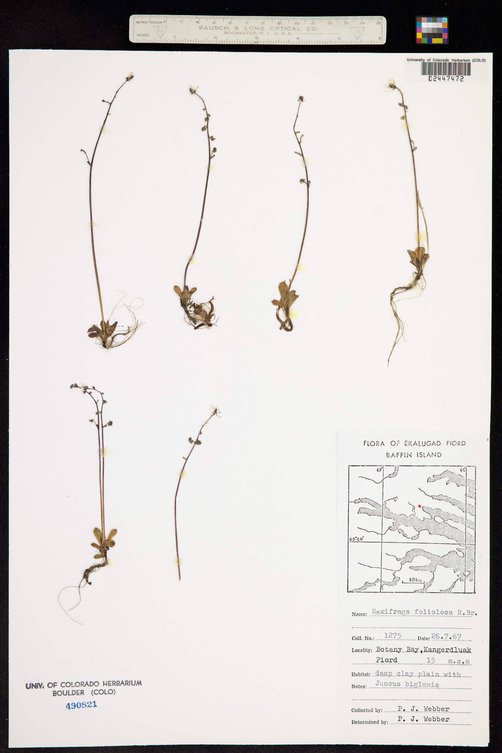Spatularia foliolosa image