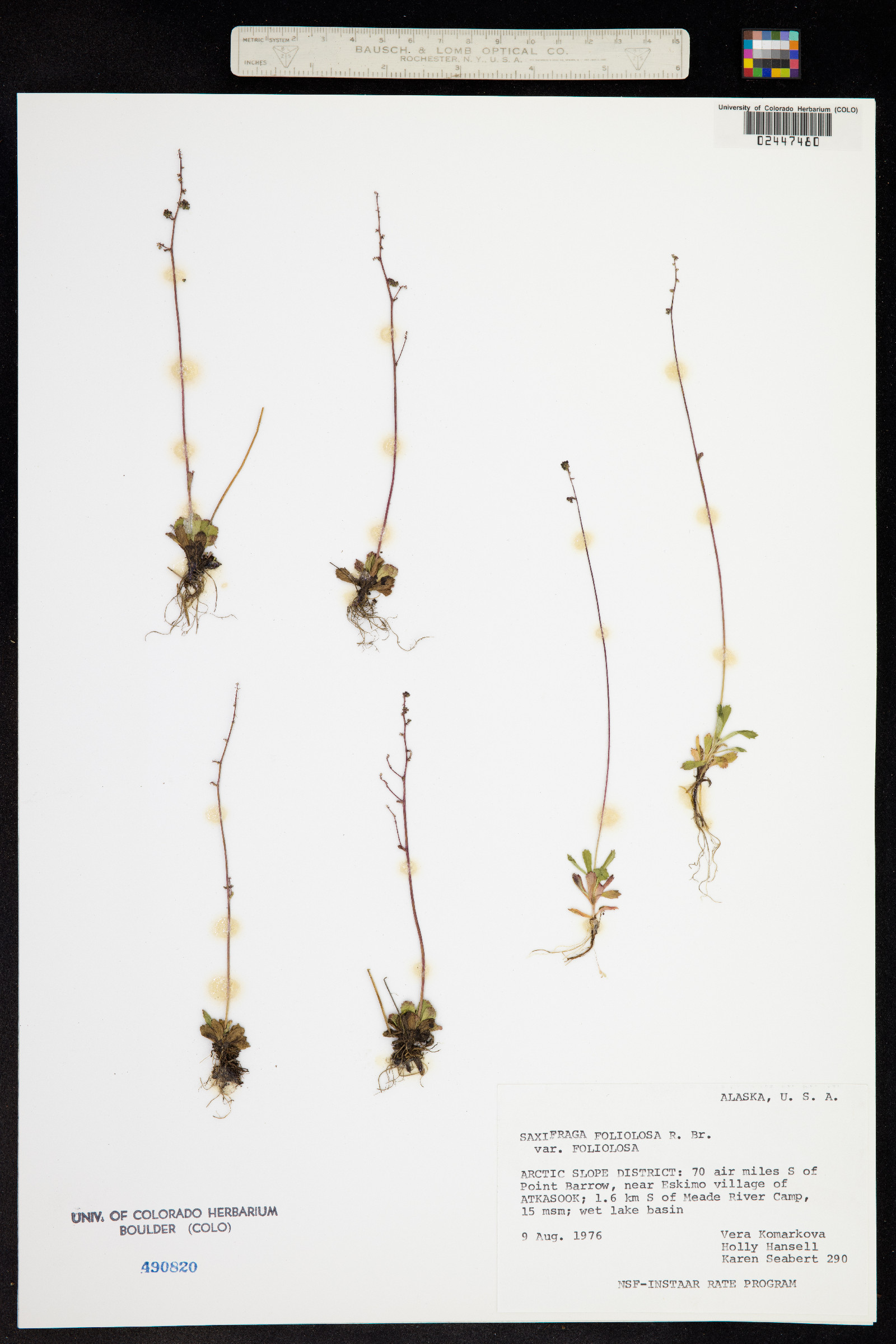 Micranthes foliolosa image