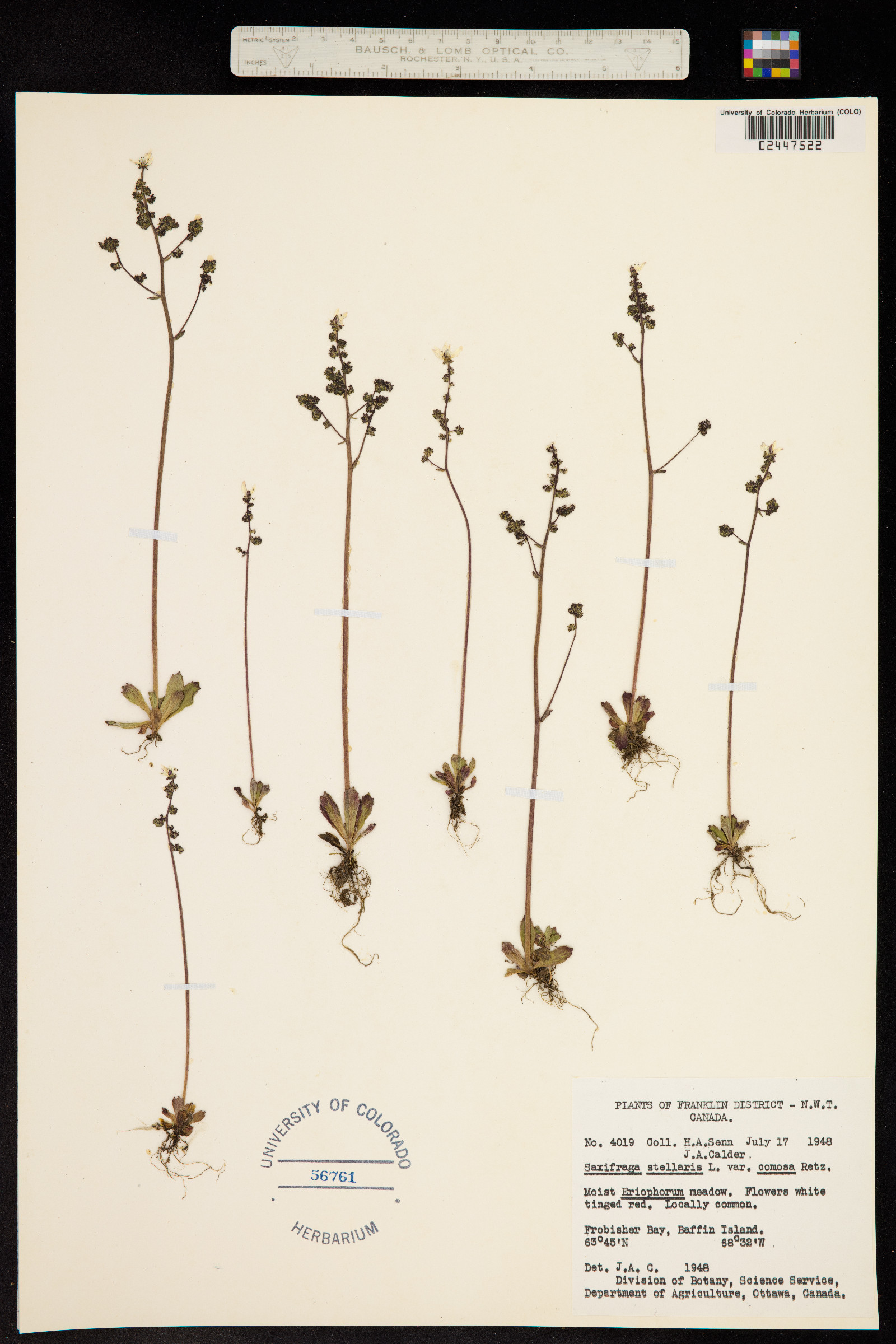 Micranthes foliolosa image