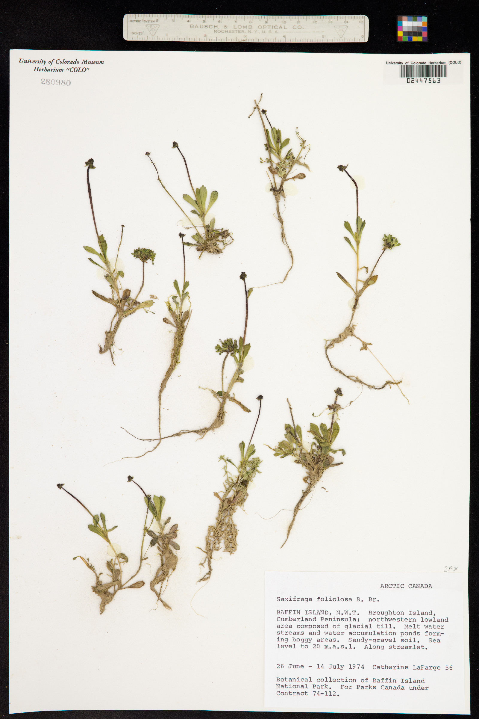 Spatularia foliolosa image