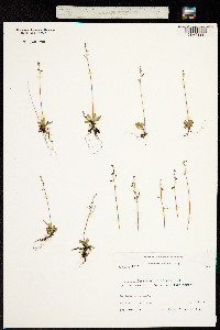 Spatularia foliolosa image
