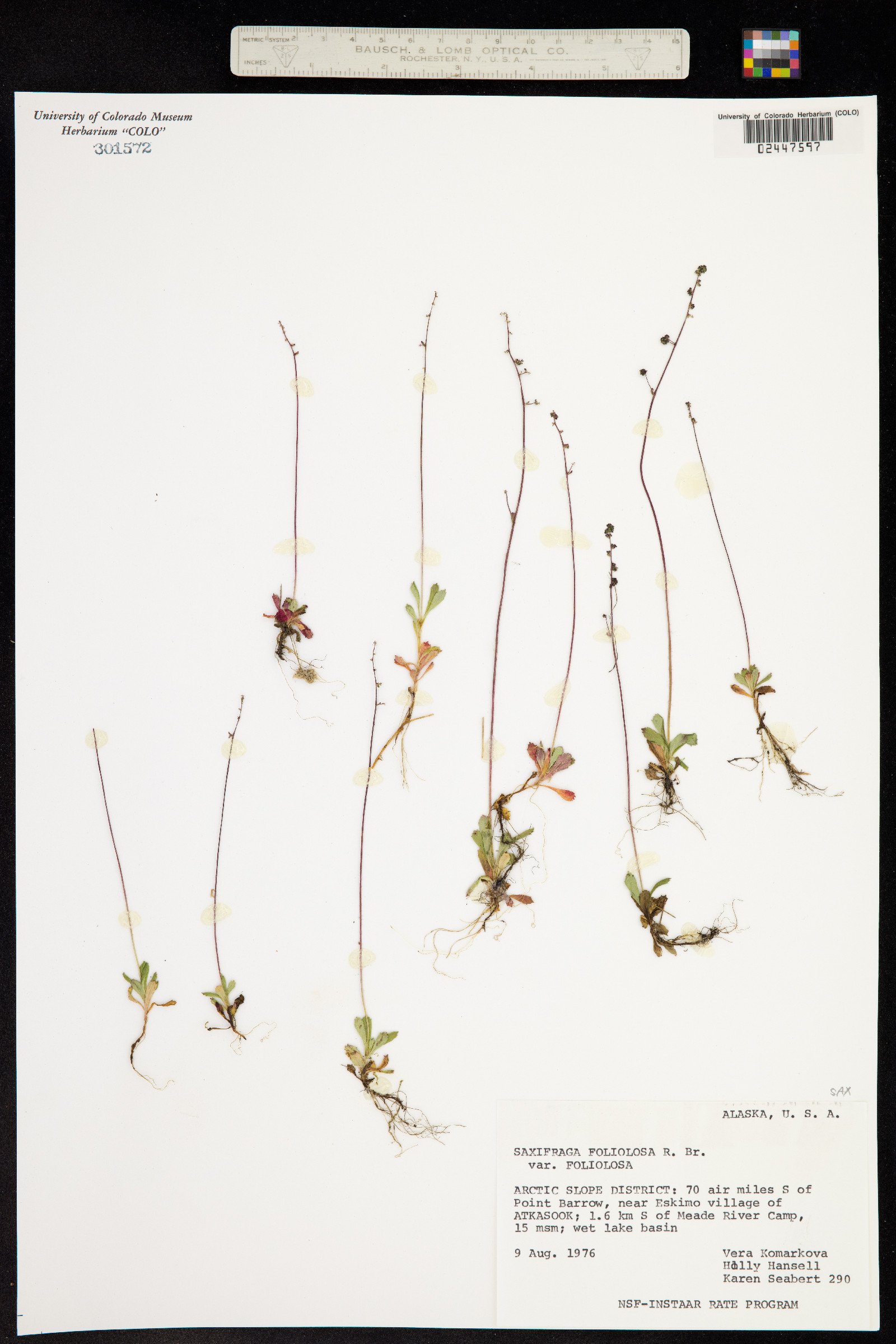 Spatularia foliolosa image
