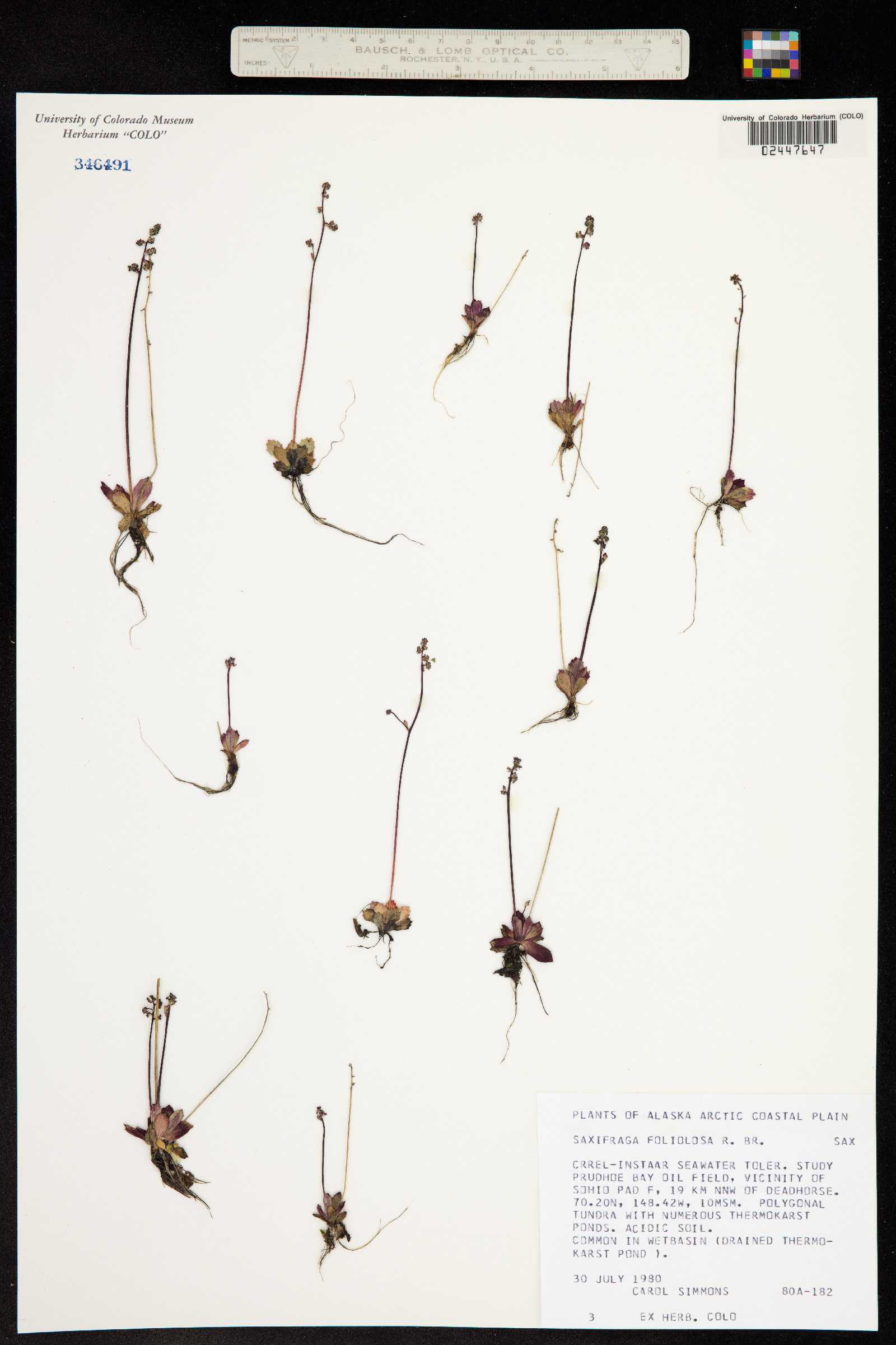 Spatularia foliolosa image