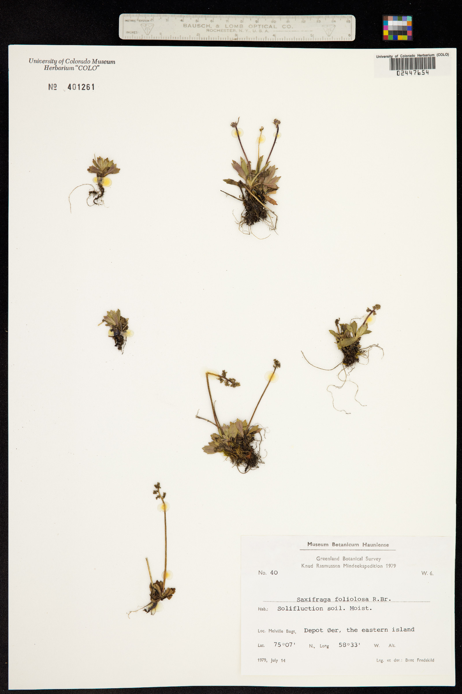 Spatularia foliolosa image