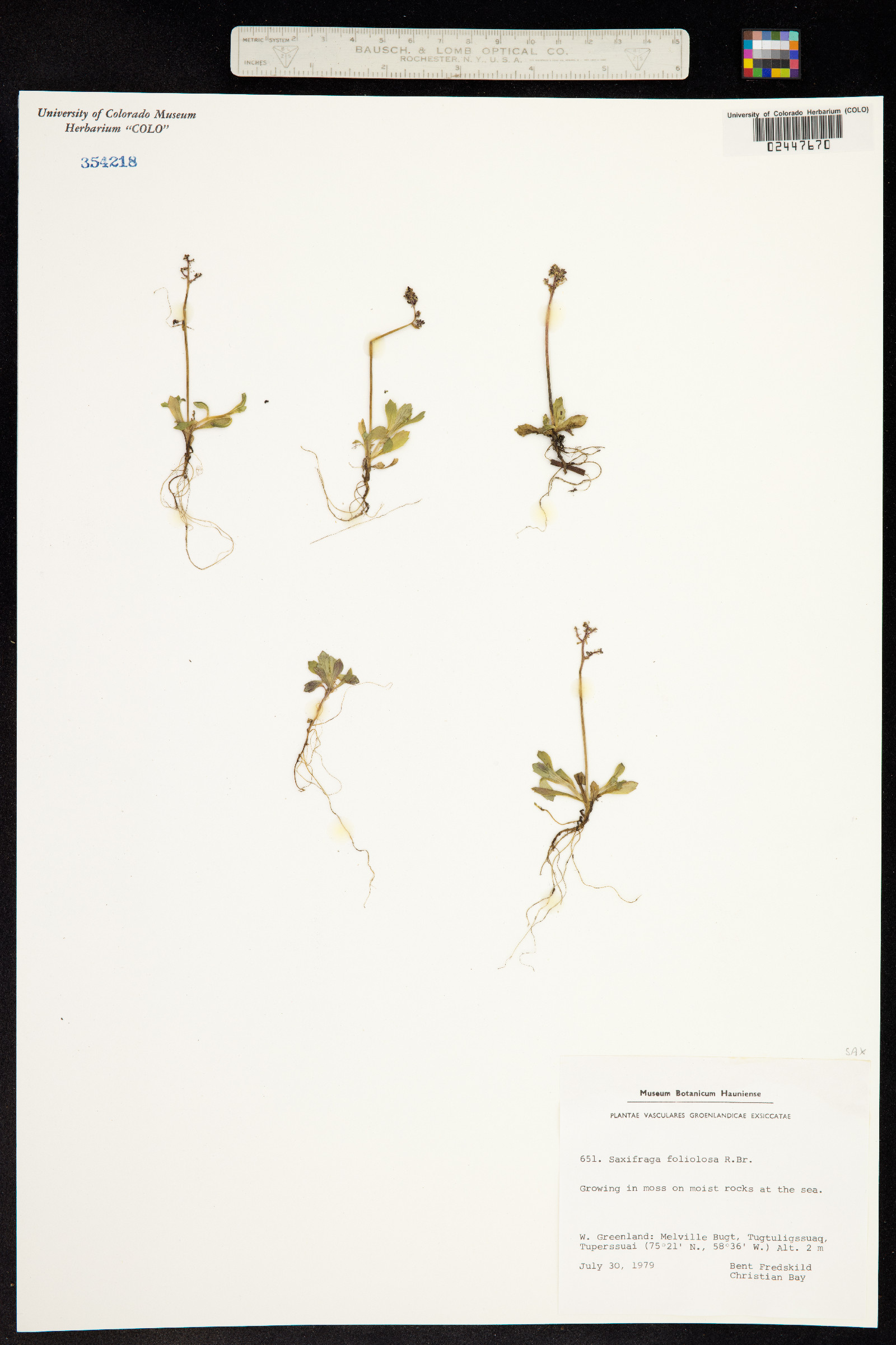 Spatularia foliolosa image