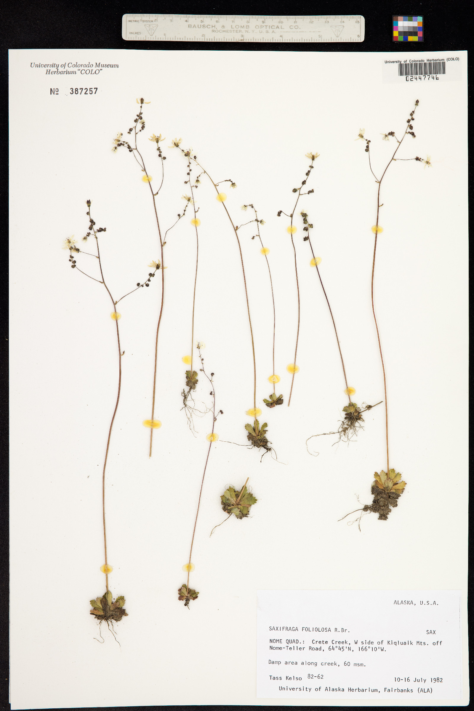 Spatularia foliolosa image