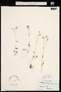 Suksdorfia violacea image