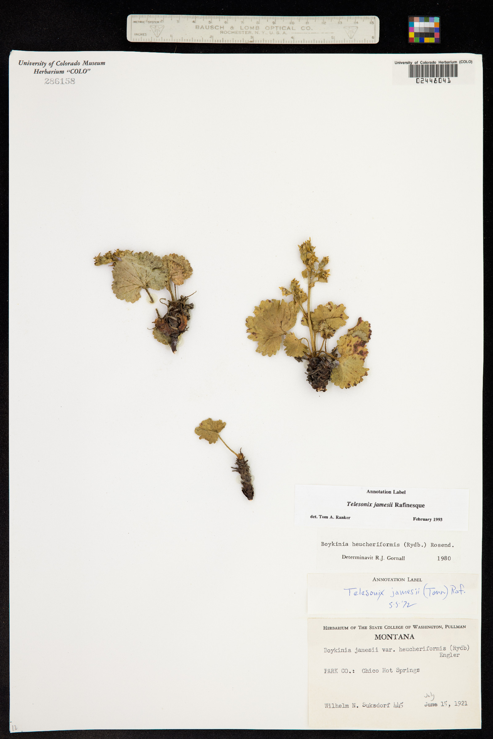 Telesonix jamesii image