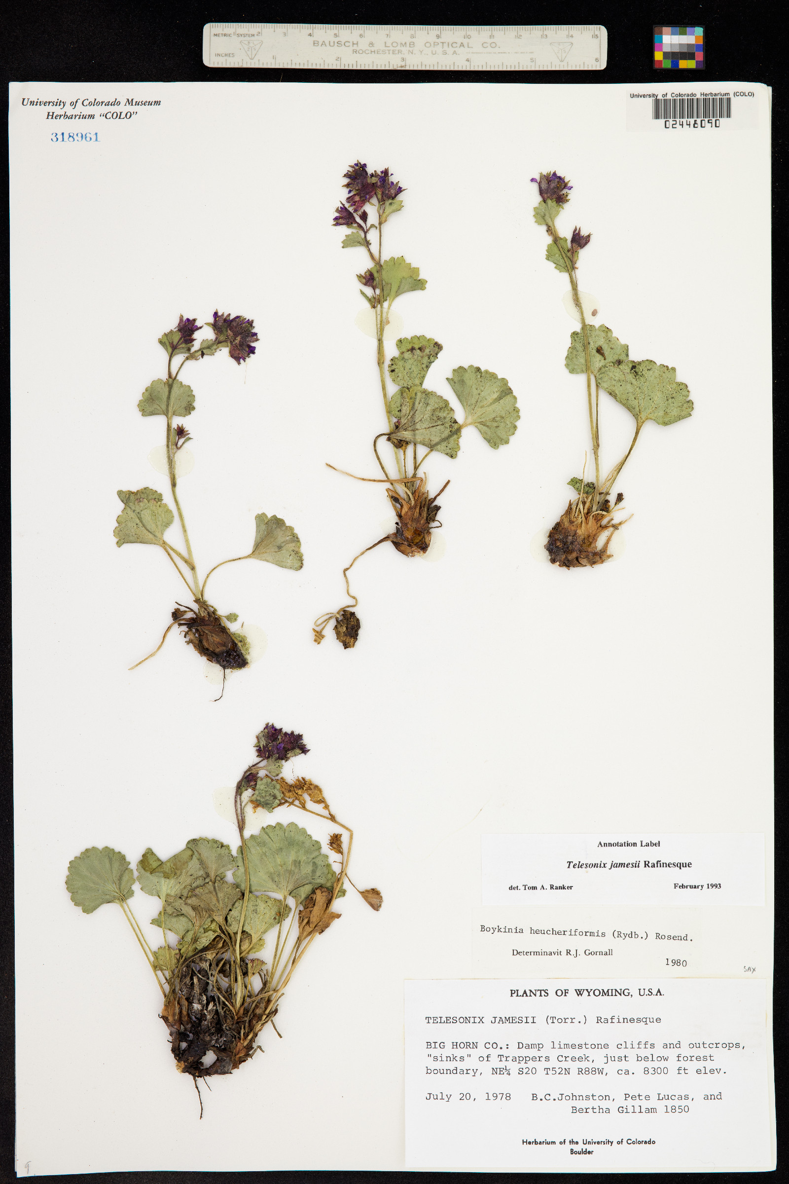 Telesonix jamesii image