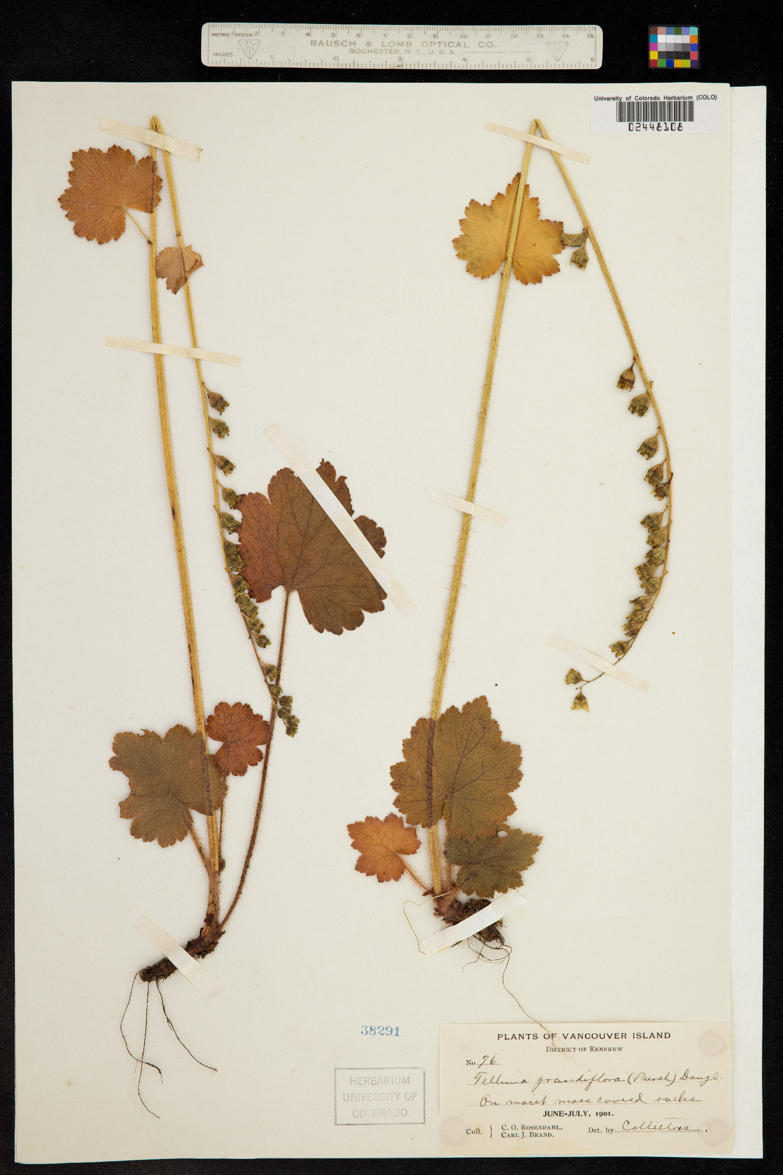 Tellima image