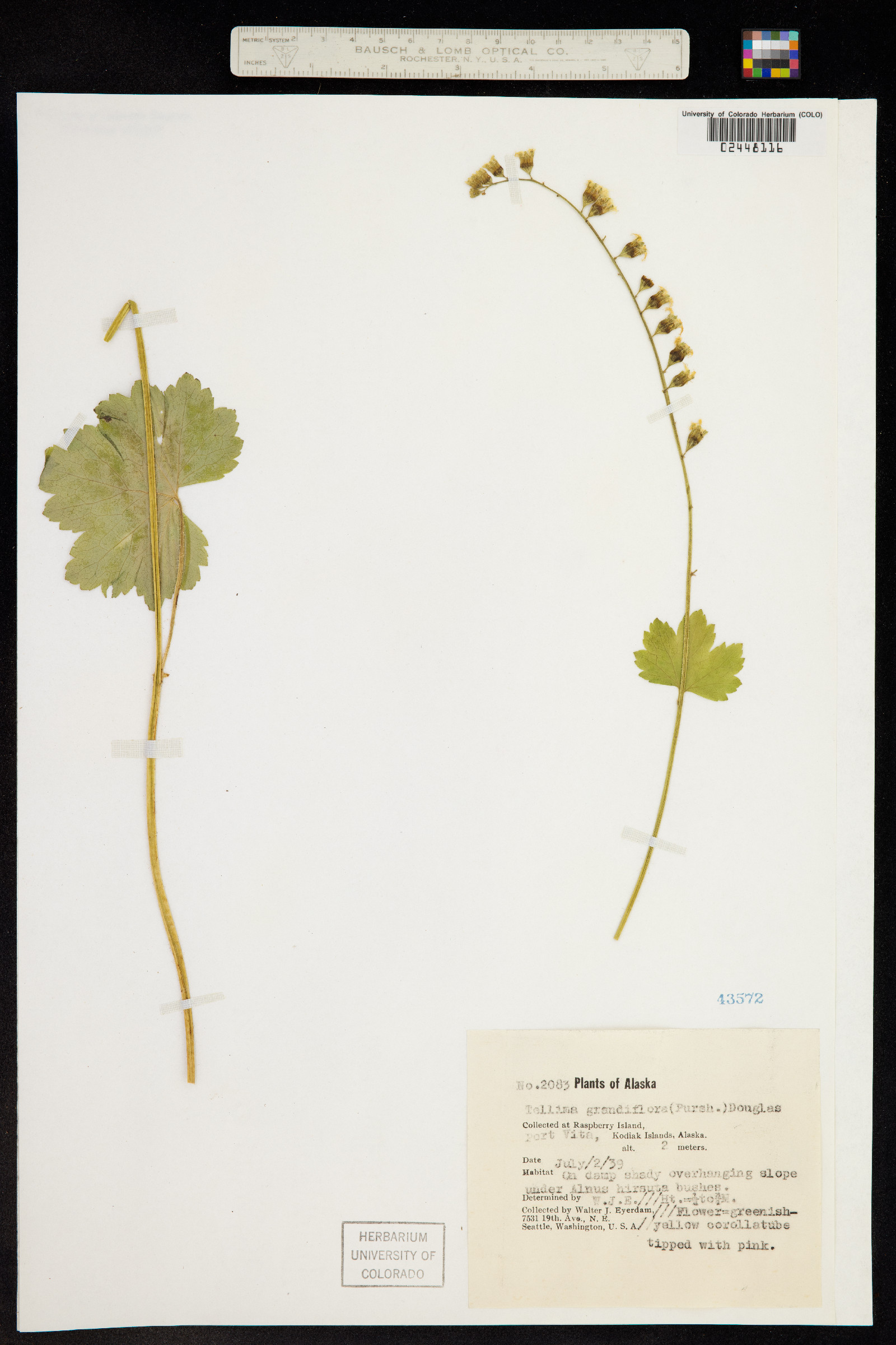 Tellima grandiflora image