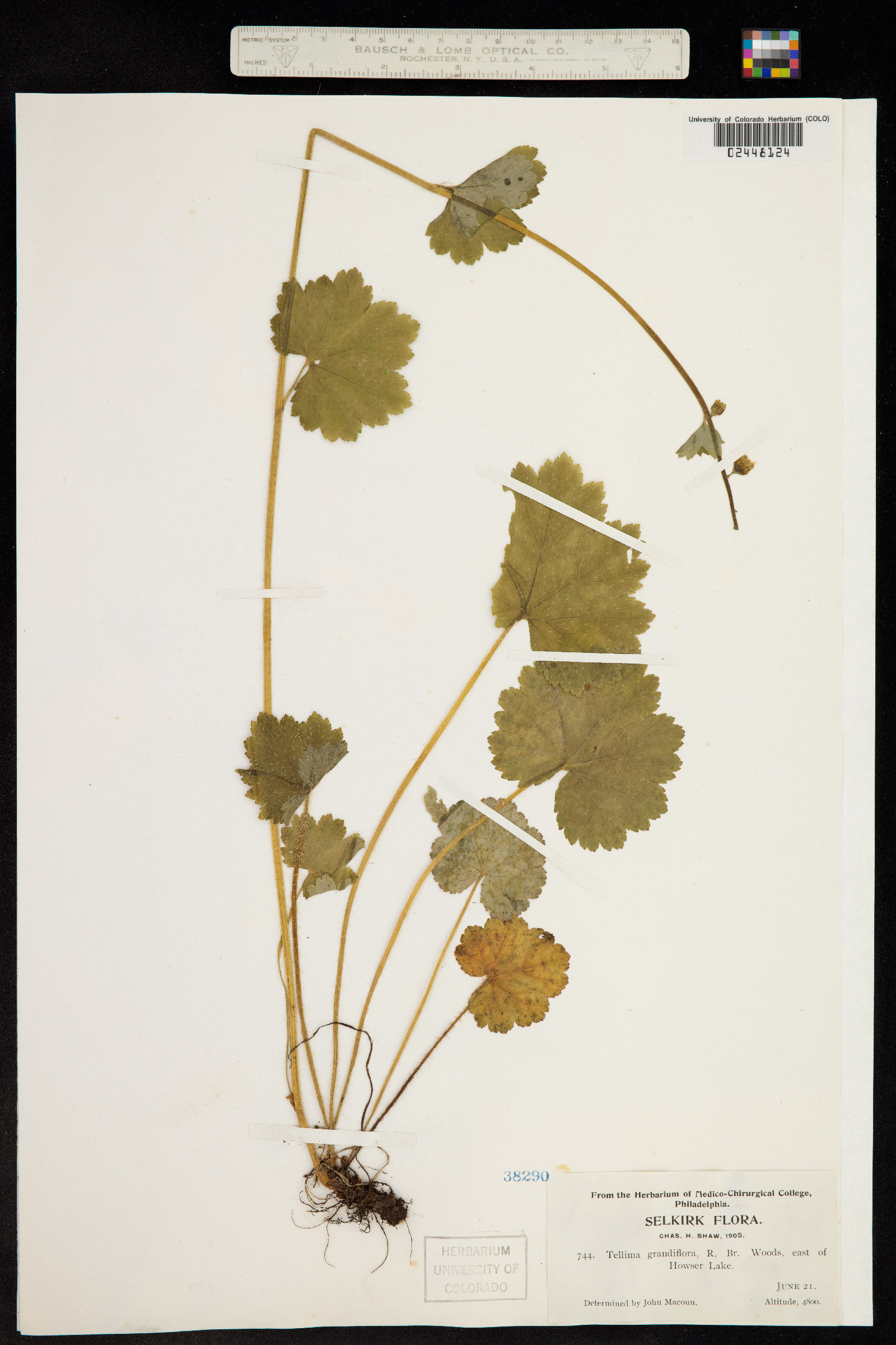 Tellima grandiflora image