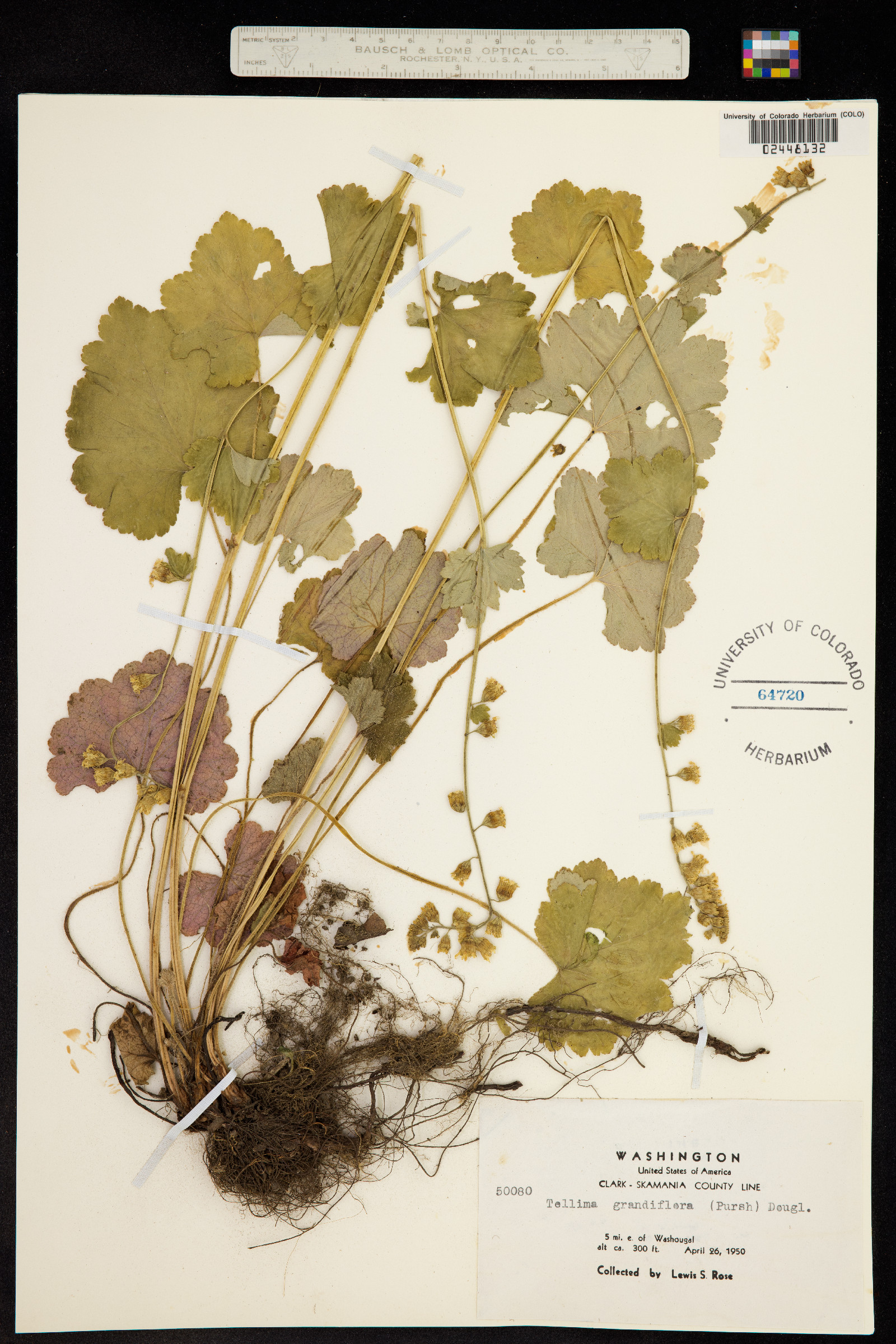 Tellima grandiflora image