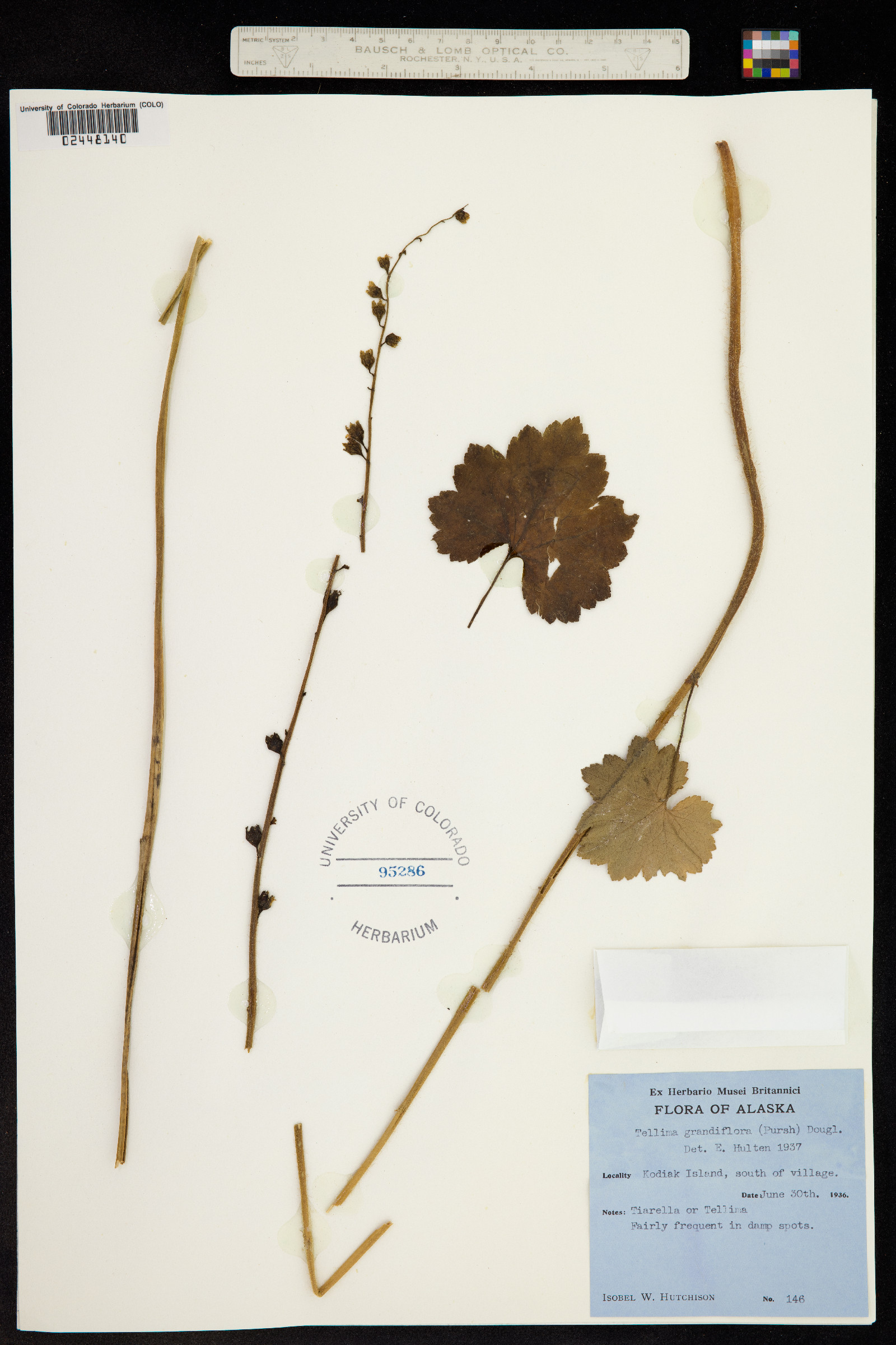 Tellima grandiflora image