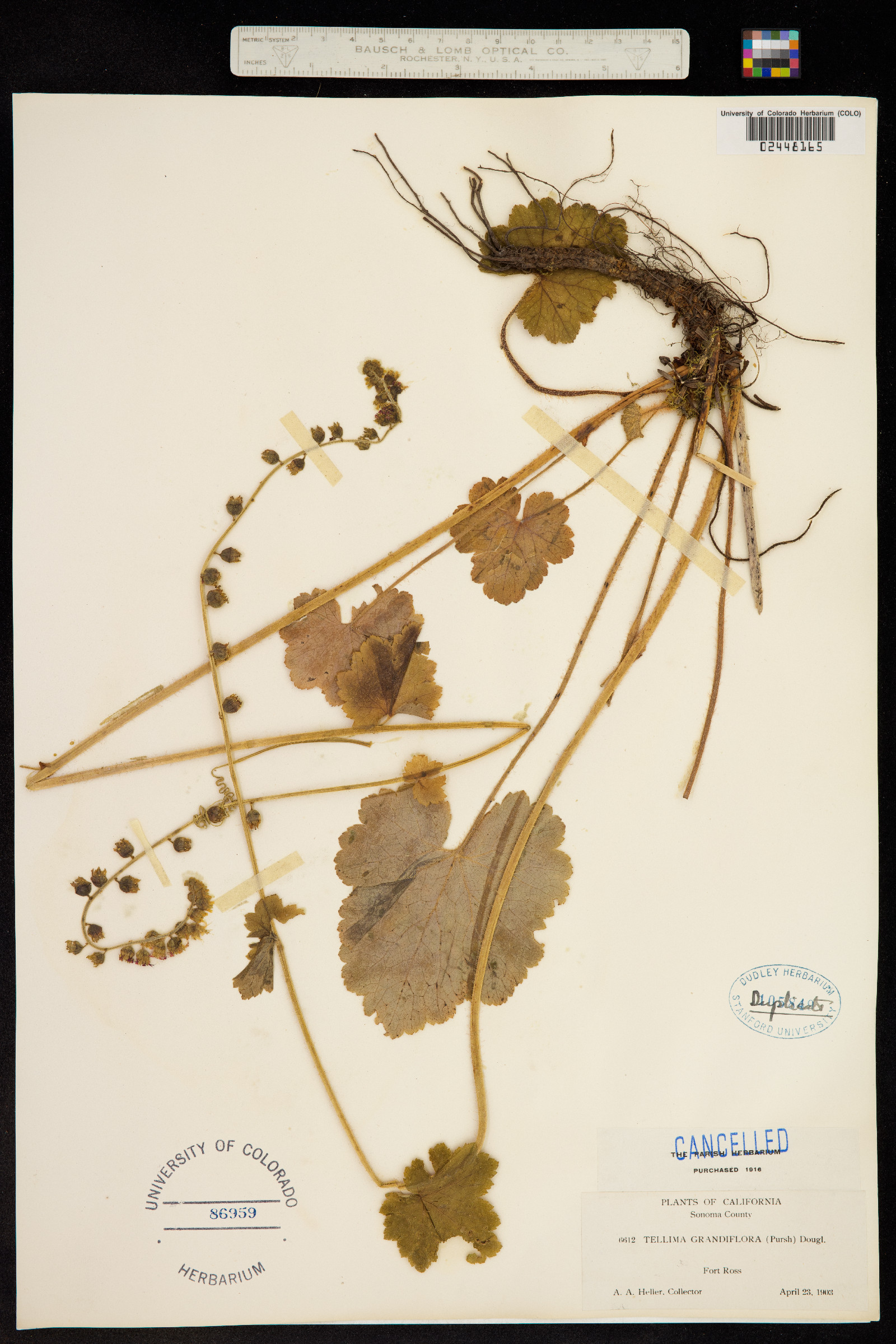 Tellima grandiflora image