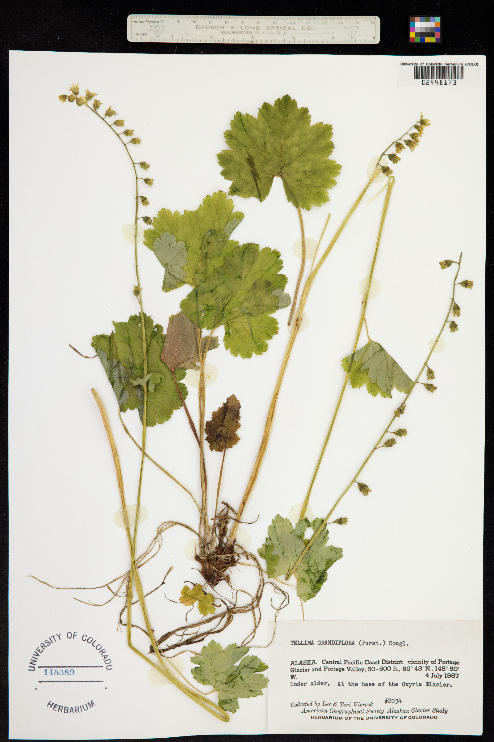 Tellima image