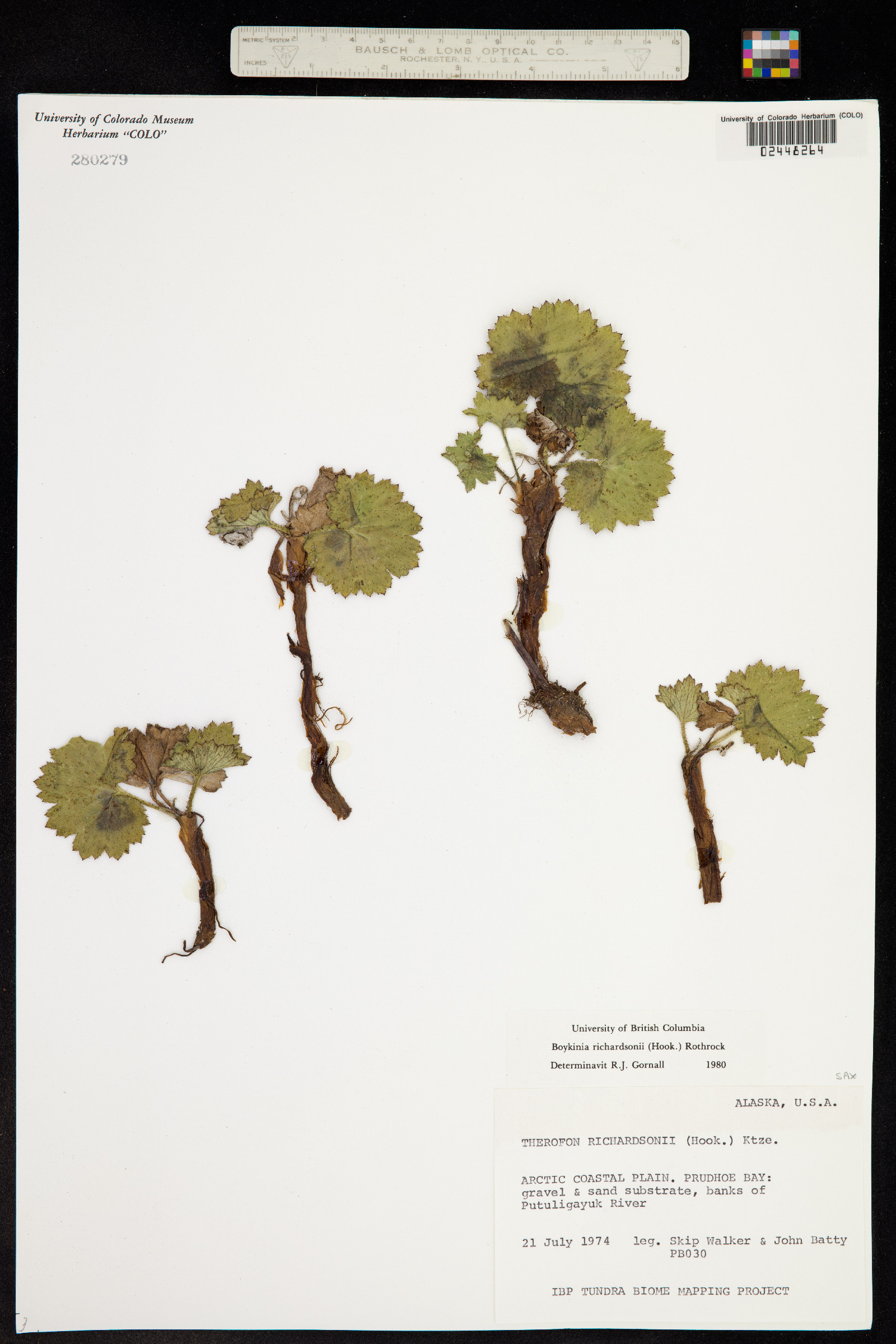 Boykinia richardsonii image