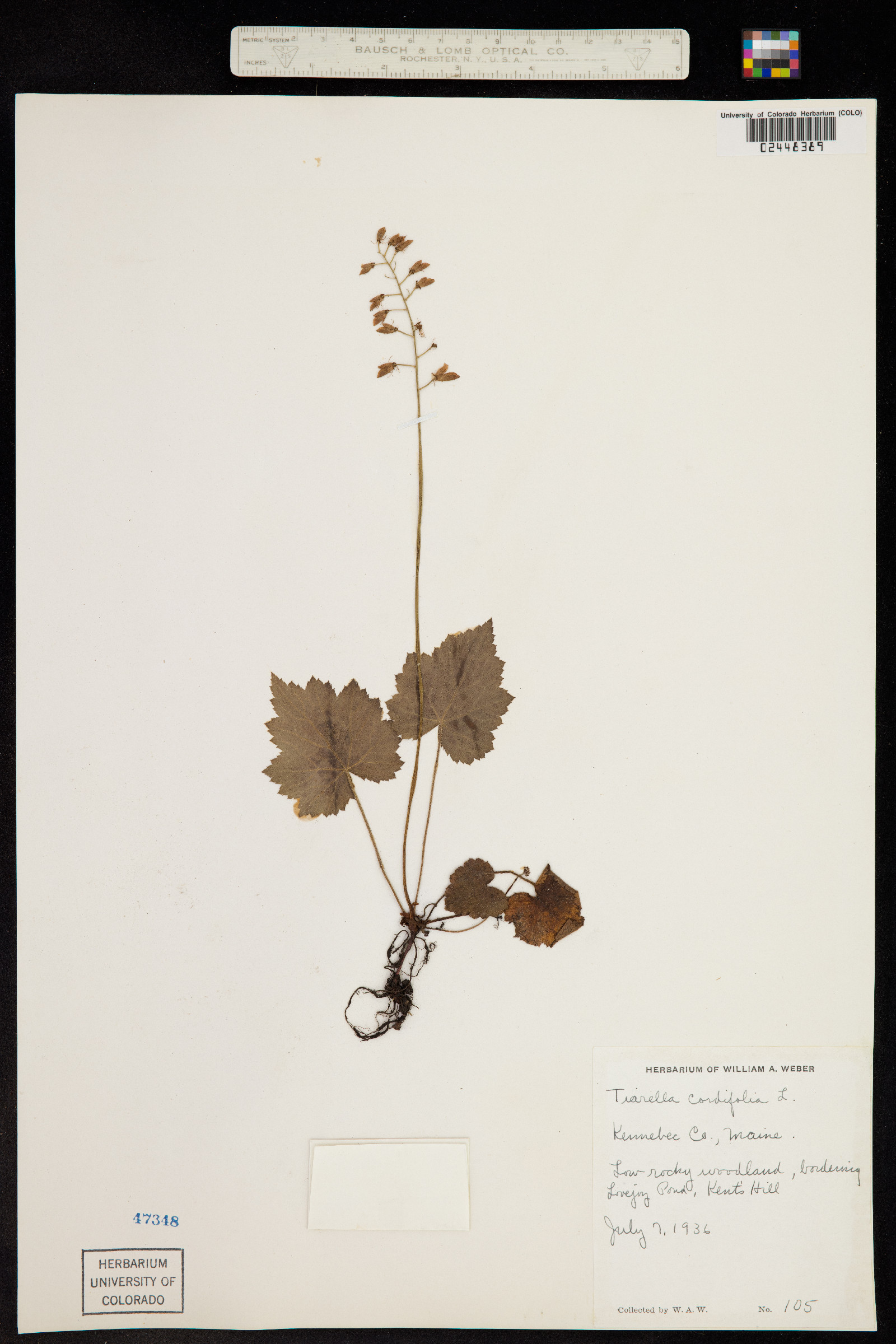Tiarella cordifolia image
