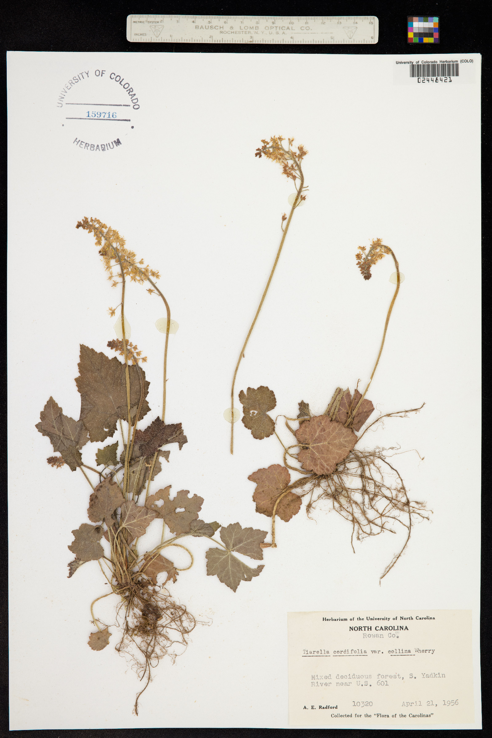 Tiarella cordifolia image