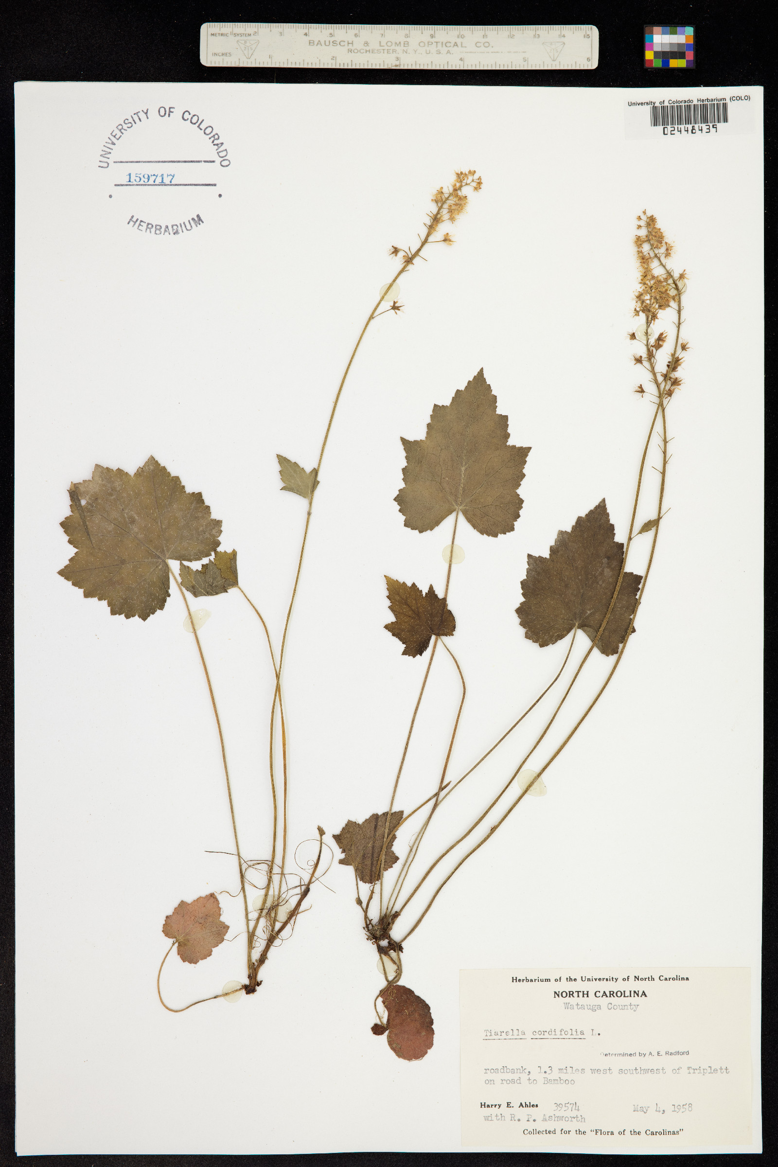 Tiarella cordifolia image