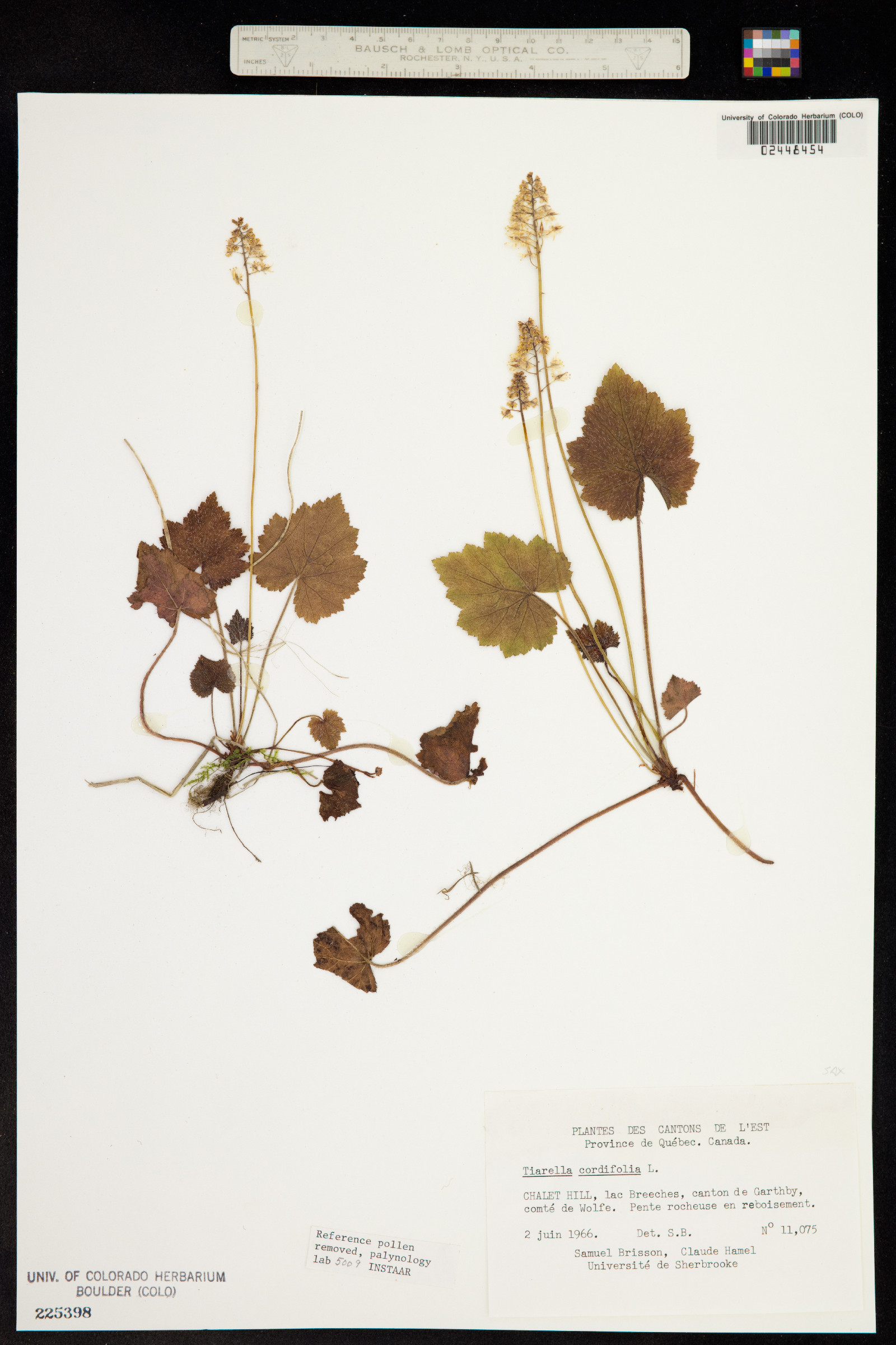 Tiarella cordifolia image