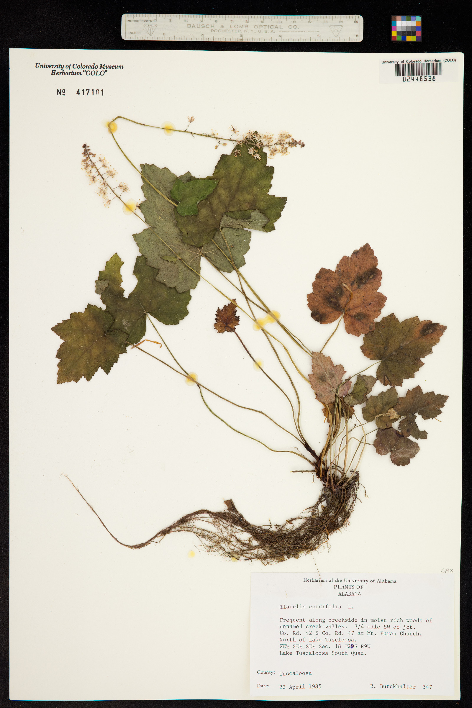 Tiarella cordifolia image