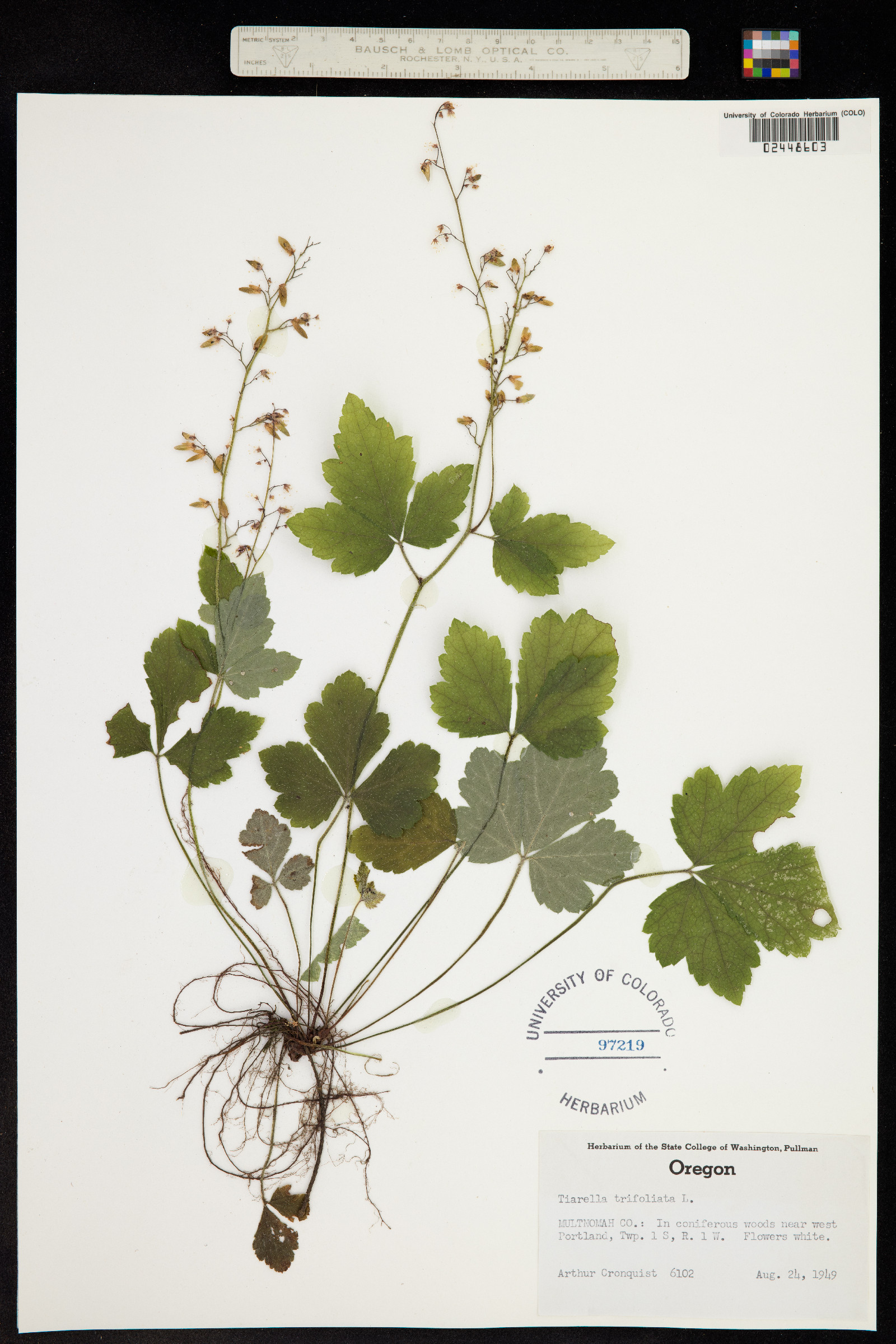 Tiarella trifoliata image