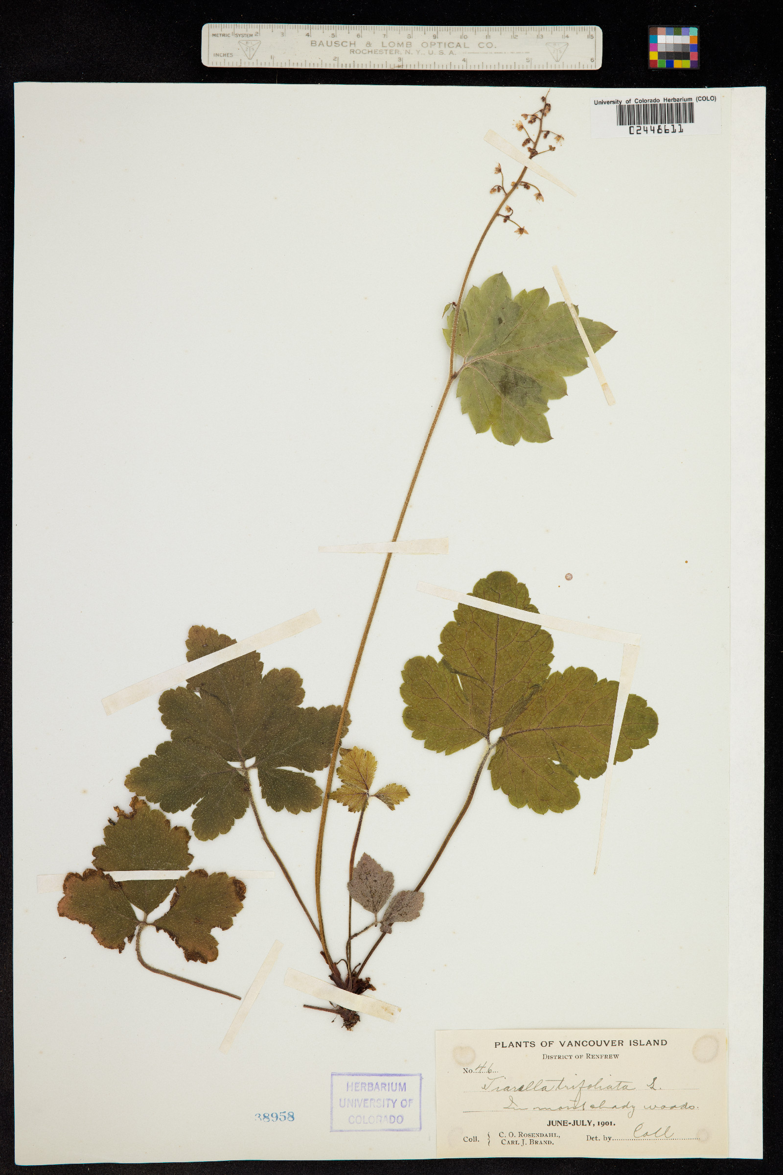 Tiarella trifoliata image