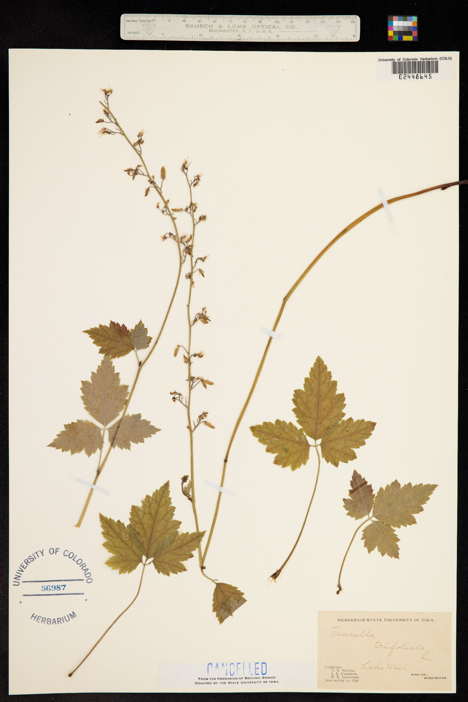 Tiarella trifoliata image