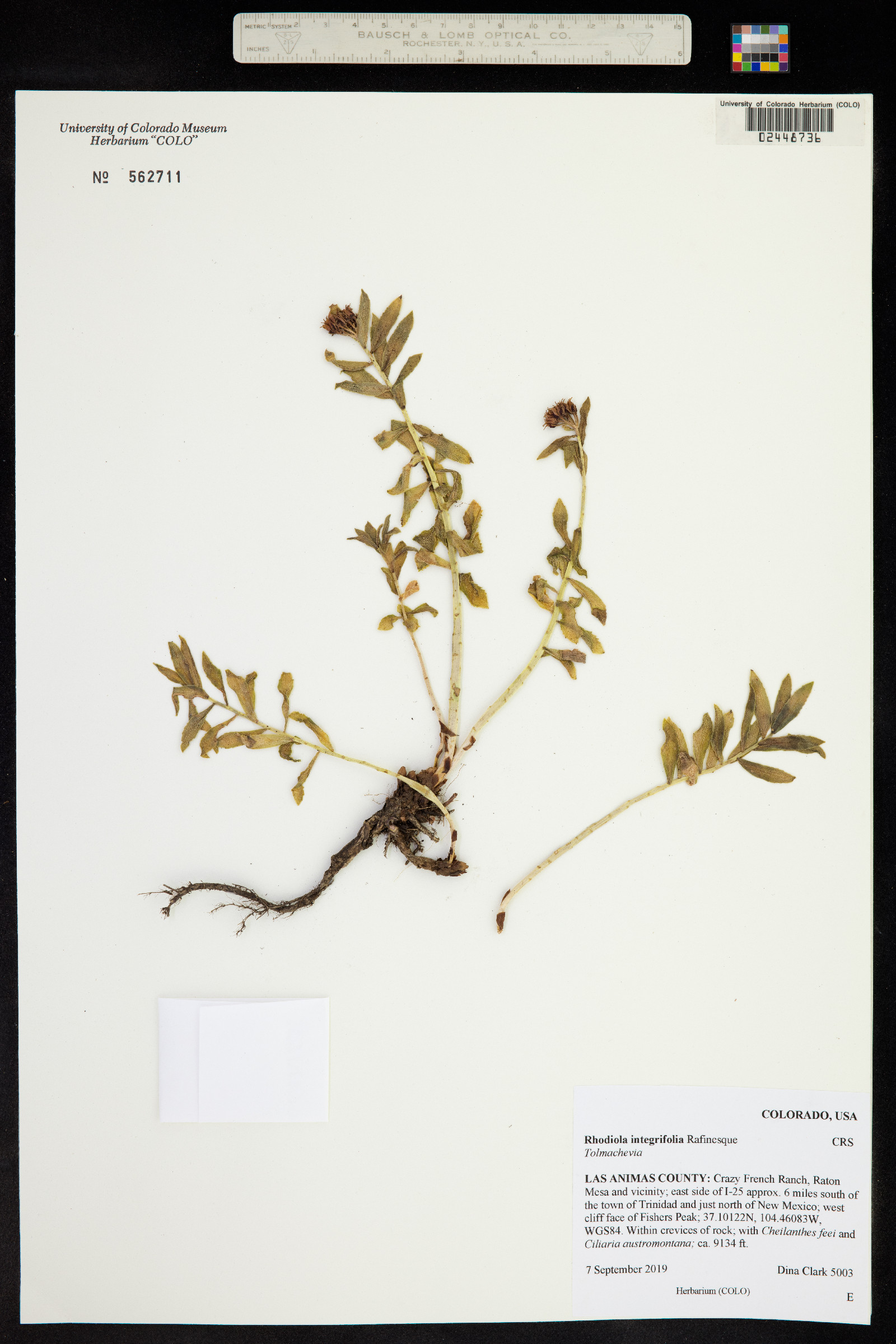 Rhodiola integrifolia ssp. integrifolia image