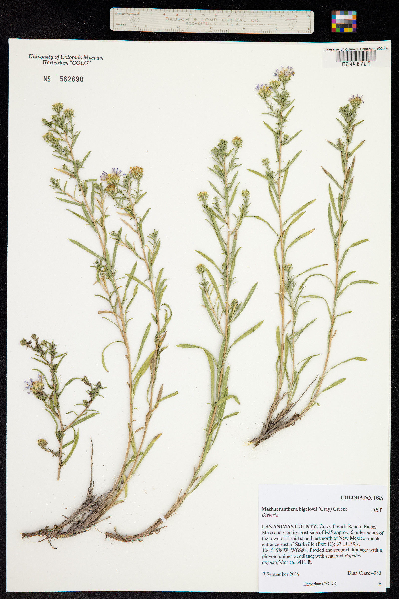 Machaeranthera bigelovii image