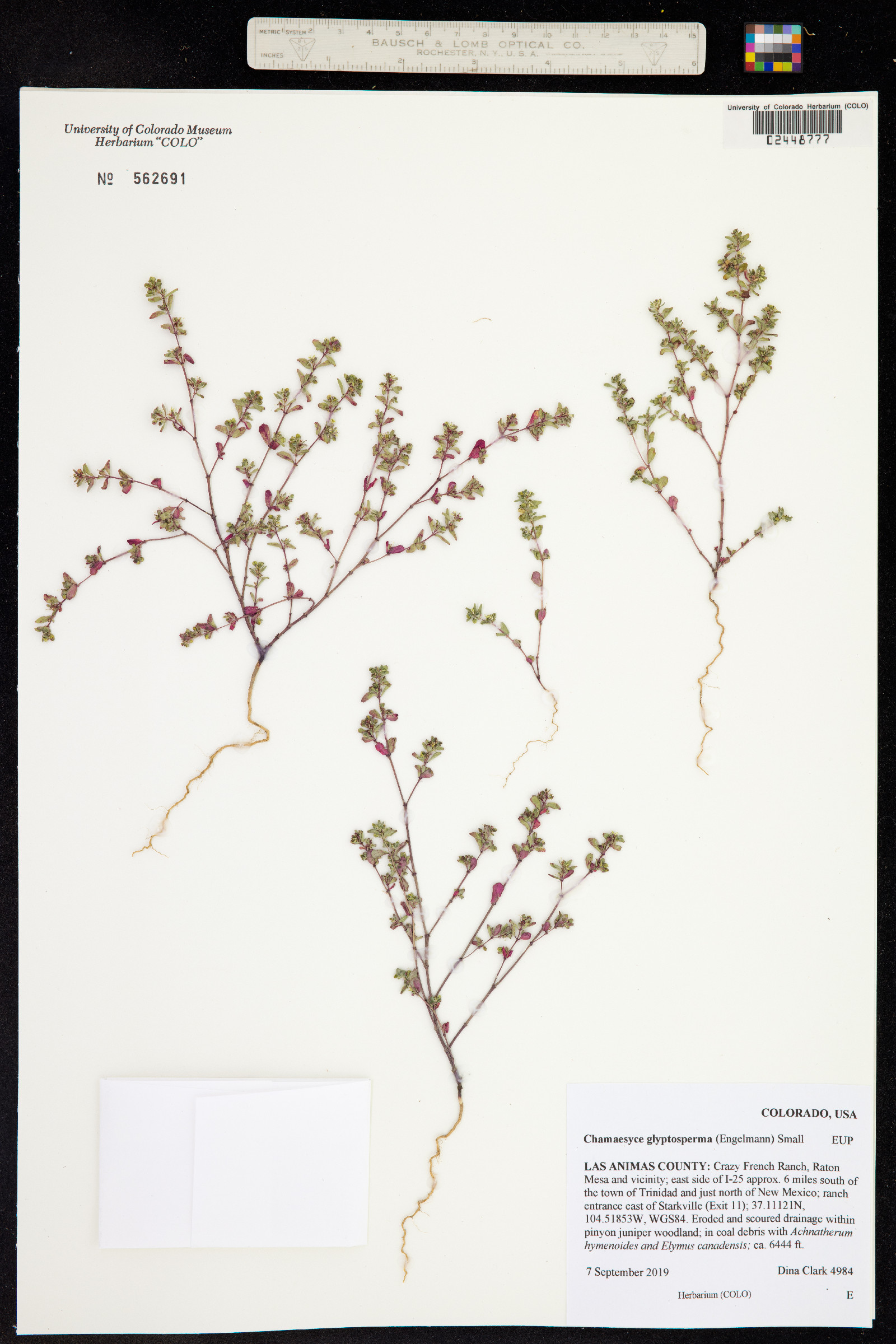 Euphorbia glyptosperma image
