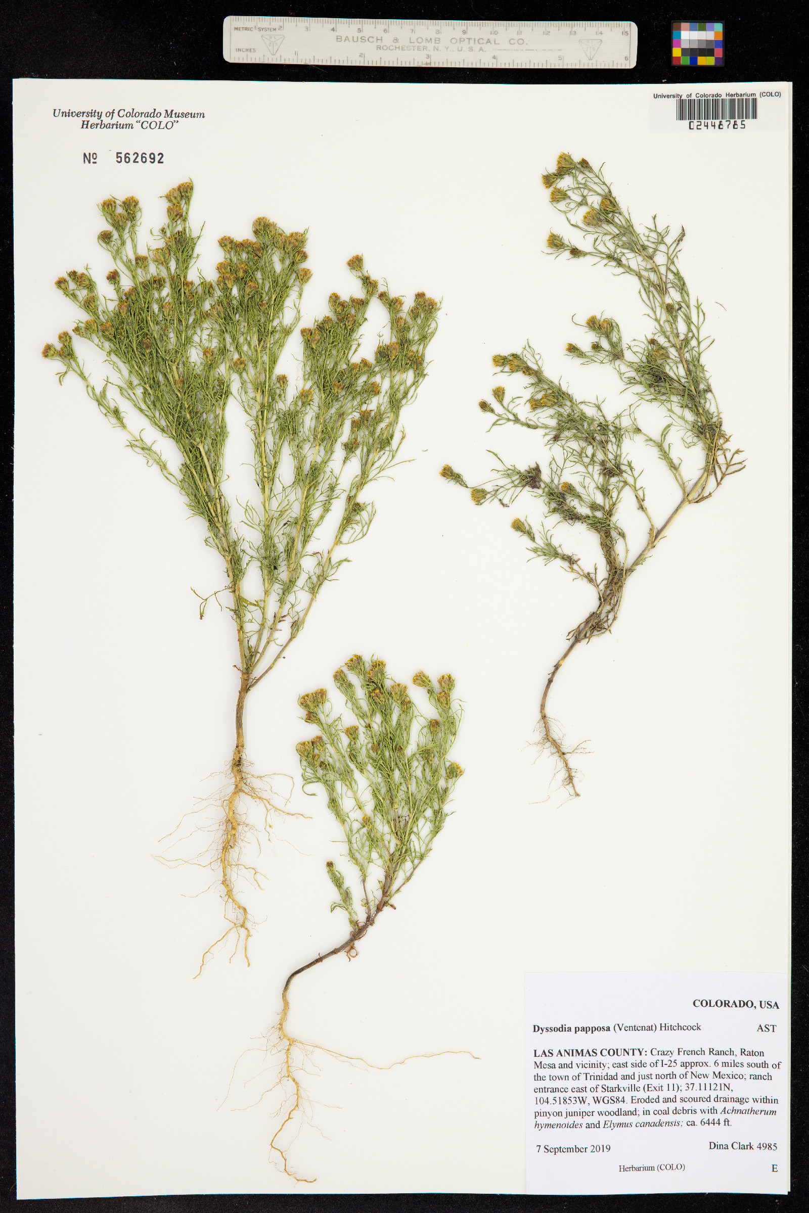 Dyssodia papposa image