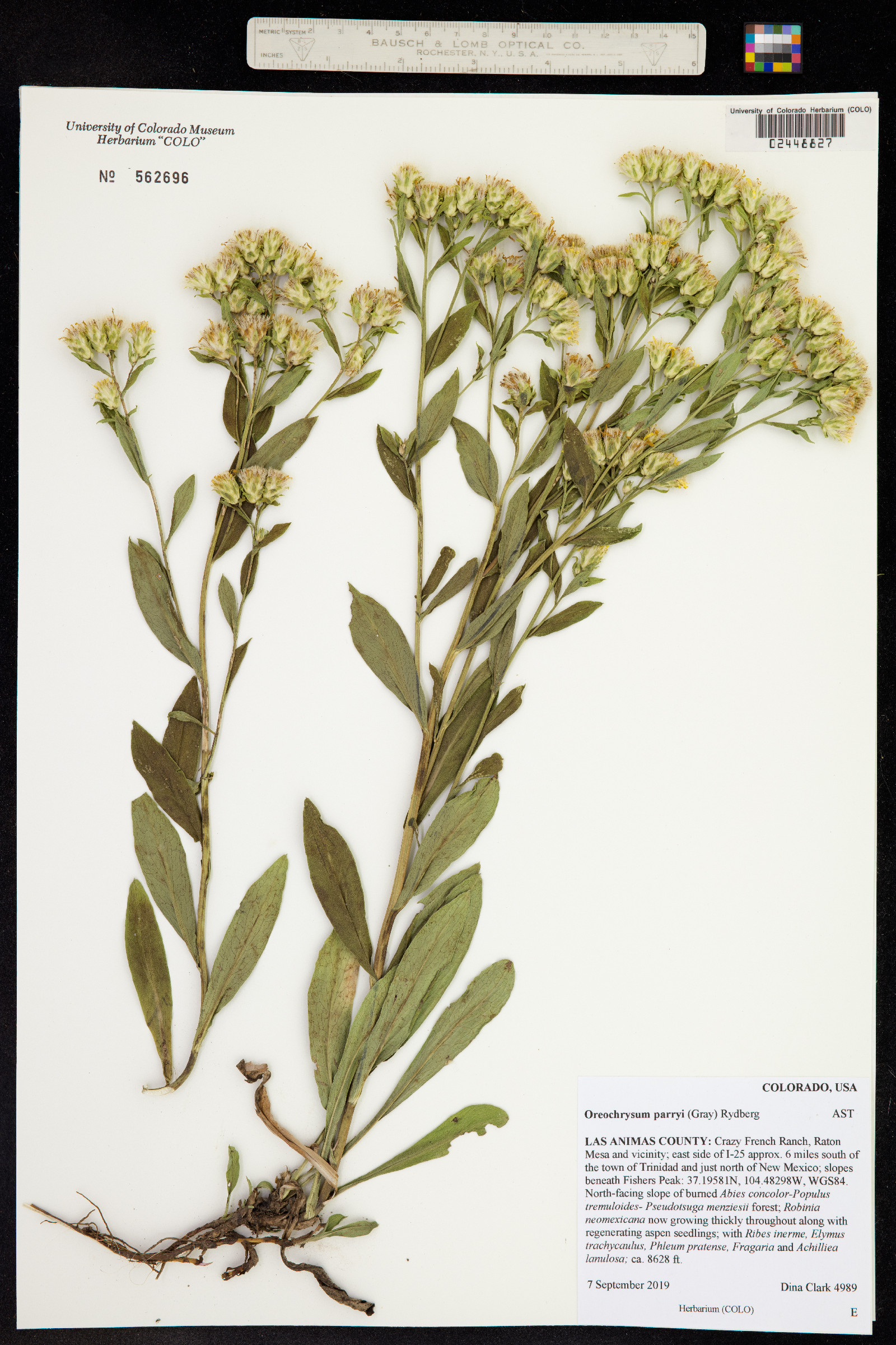 Oreochrysum image