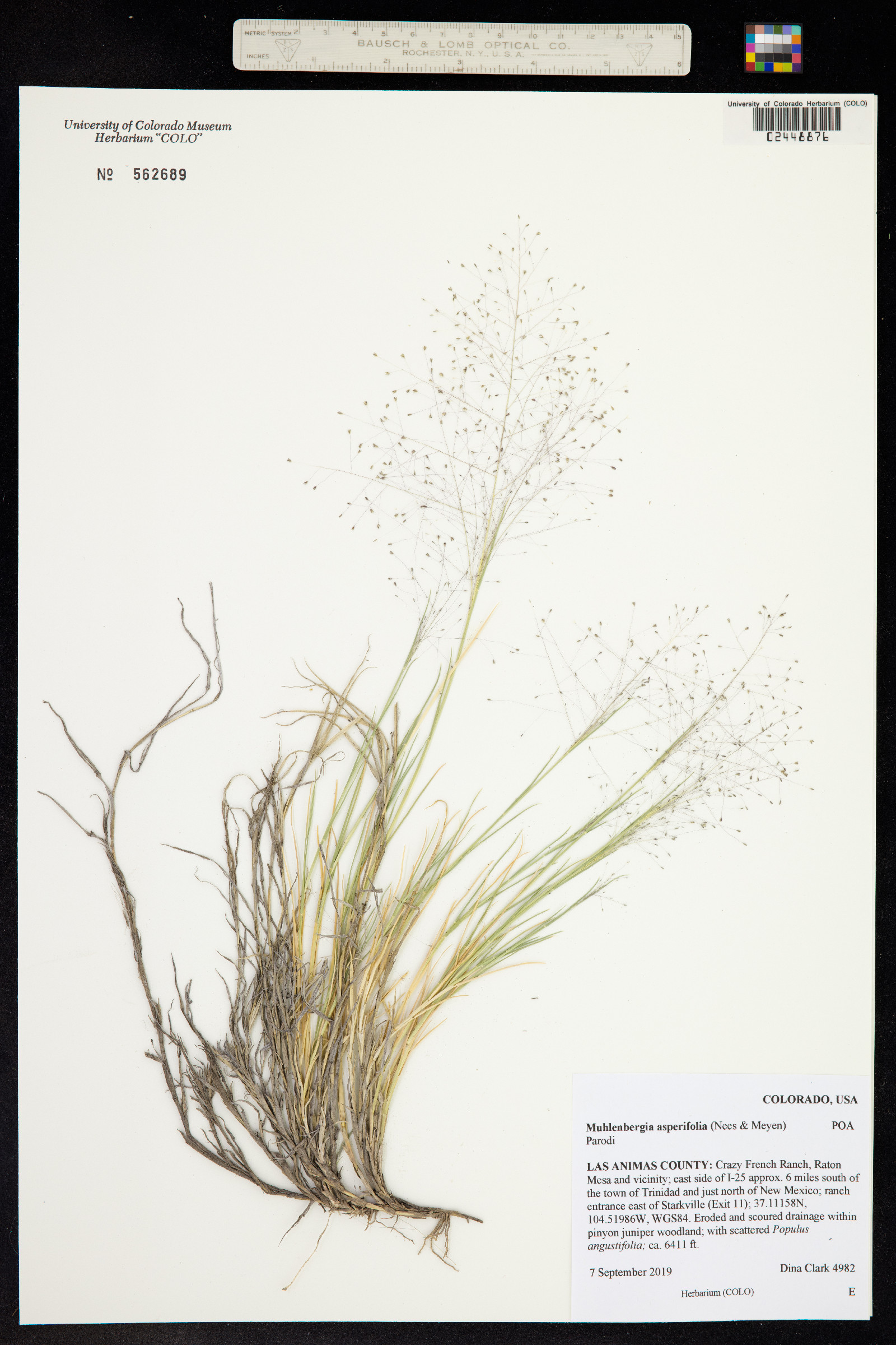 Muhlenbergia asperifolia image